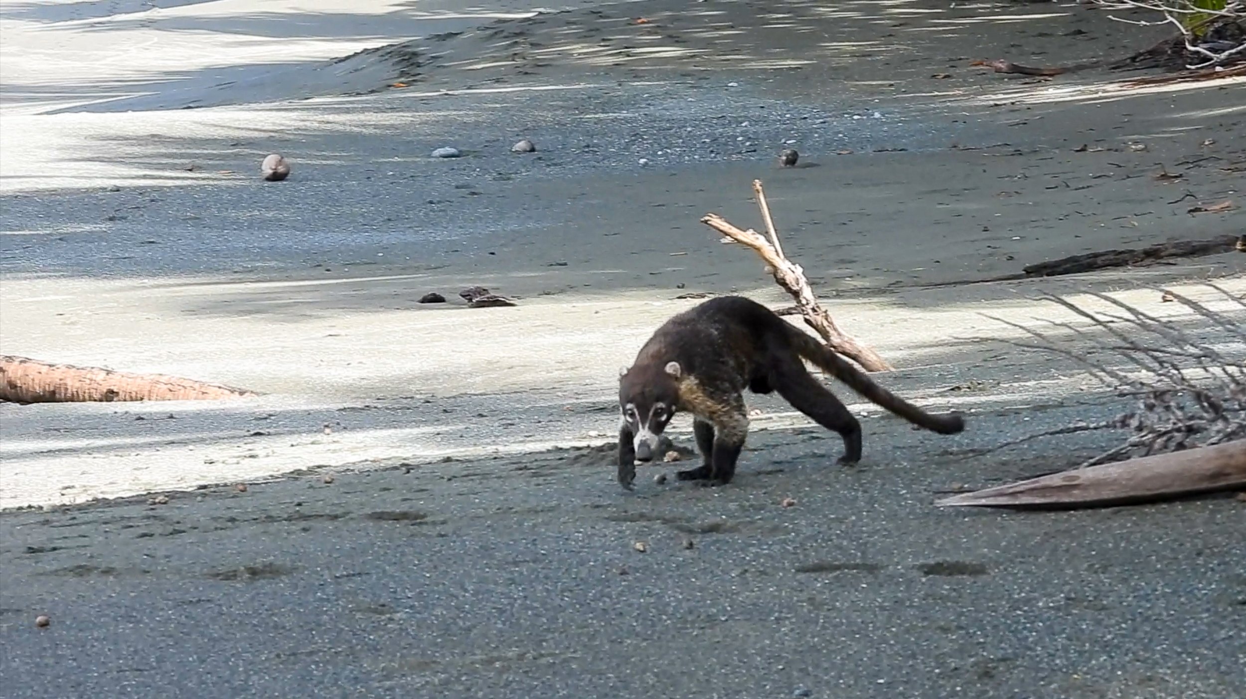 Coati4.jpg