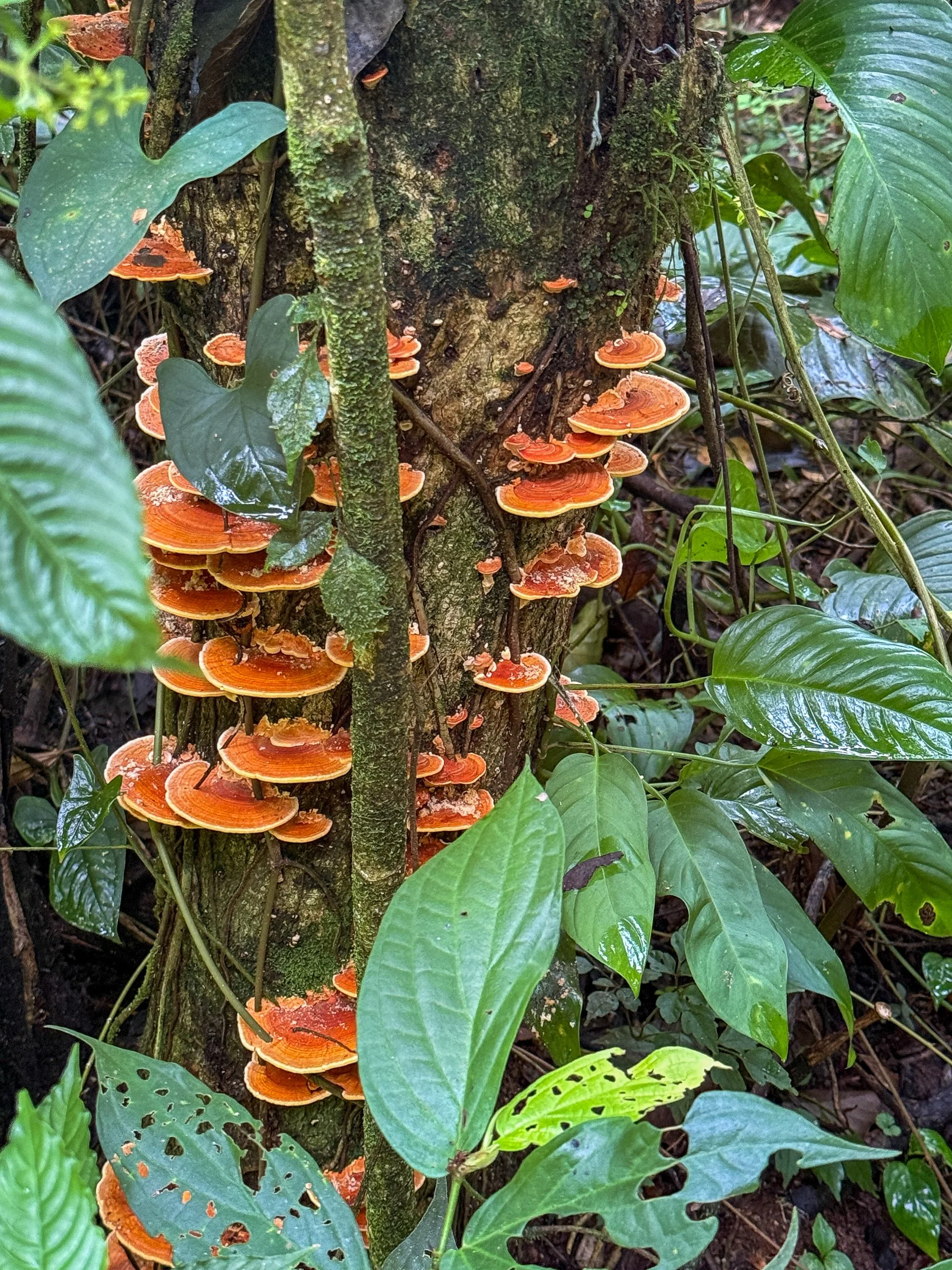 Mushroom5.jpg
