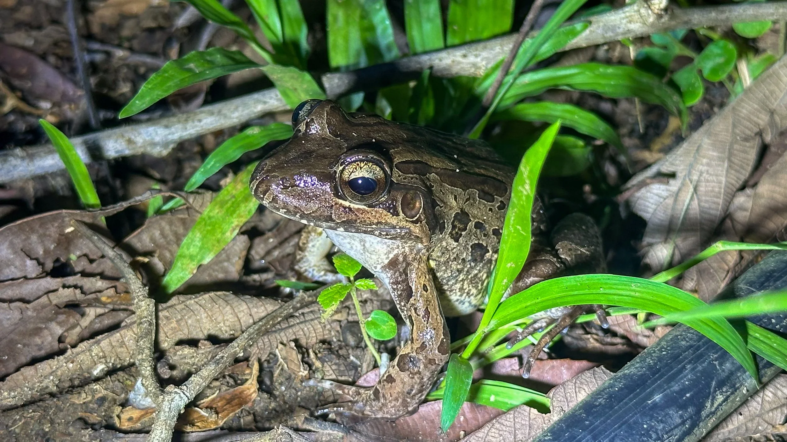 Frog6.jpg