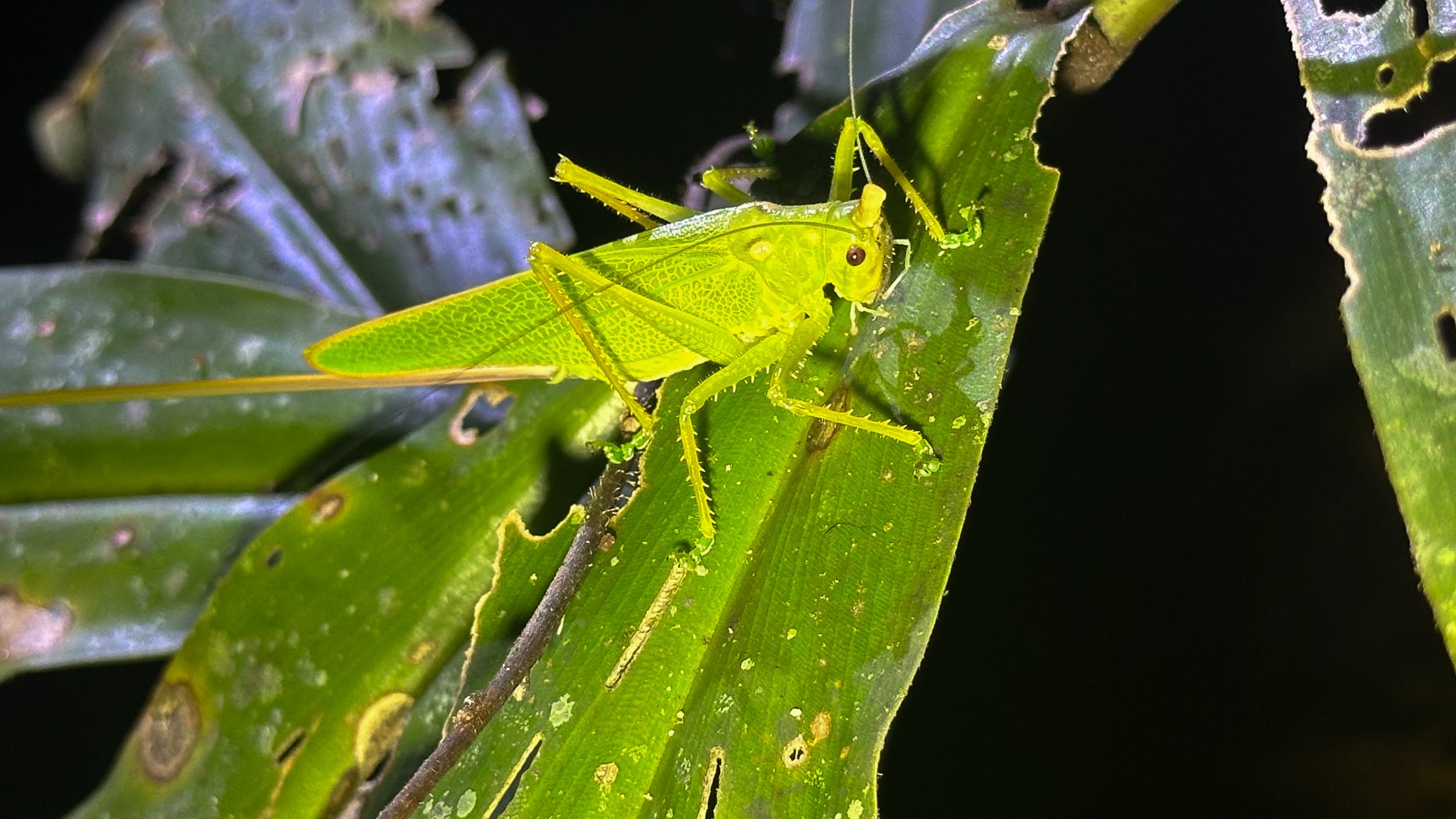 Bug1.jpg