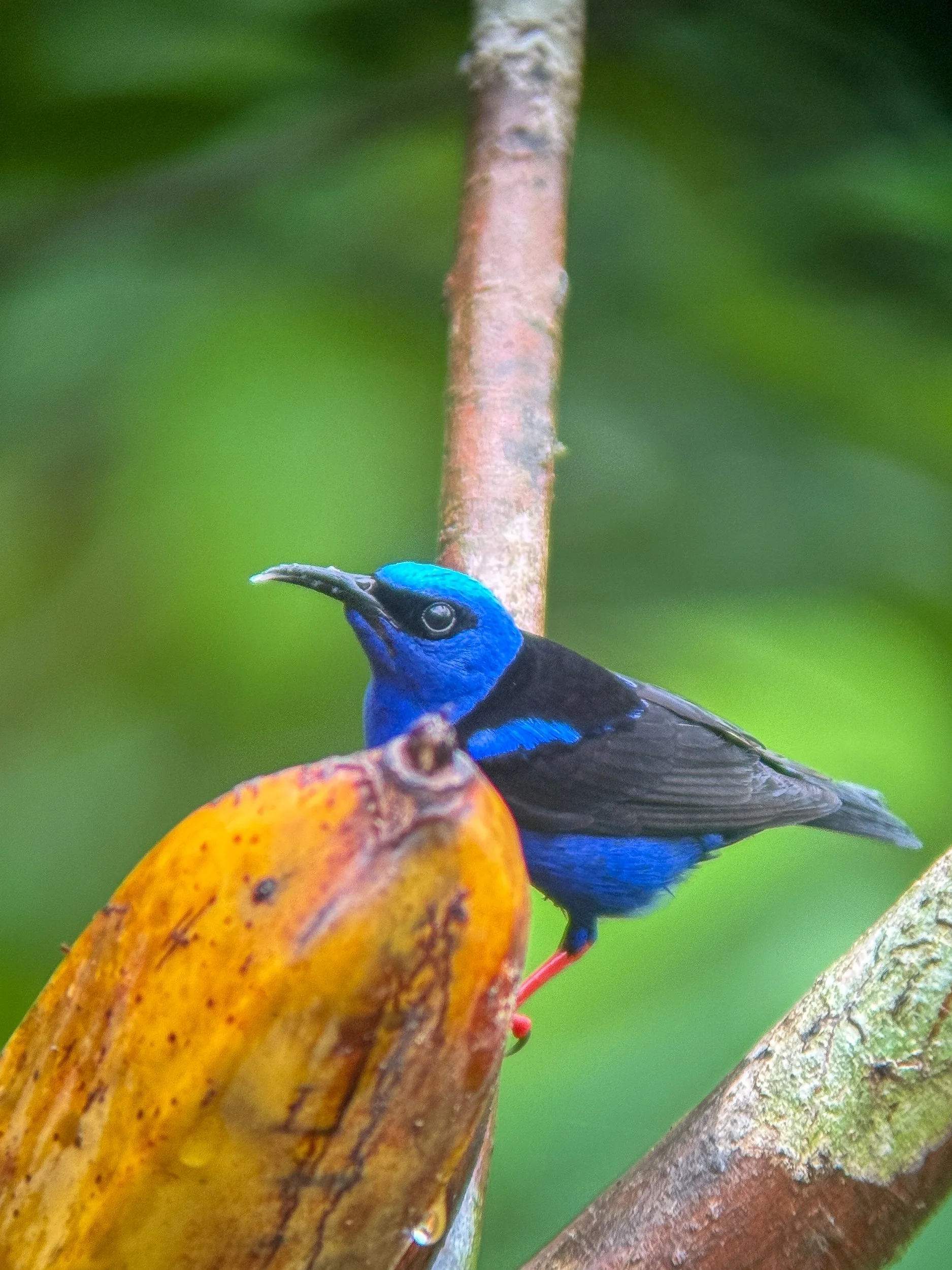 Bird11.jpg