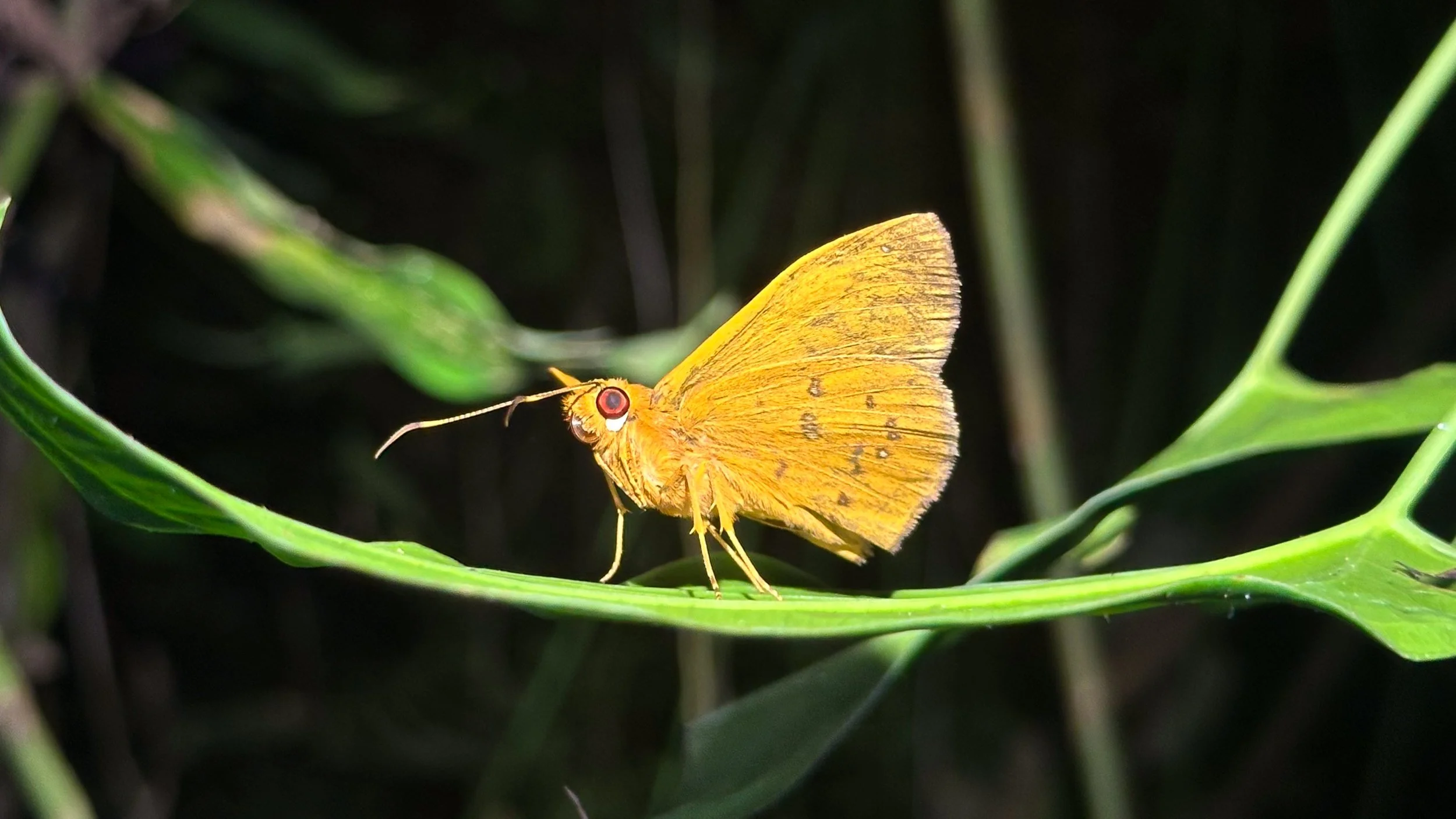 Moth1.jpg