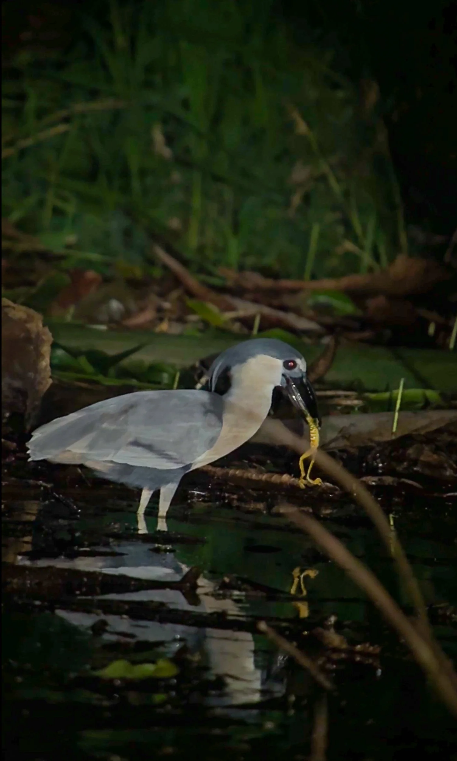 Bird12.jpg