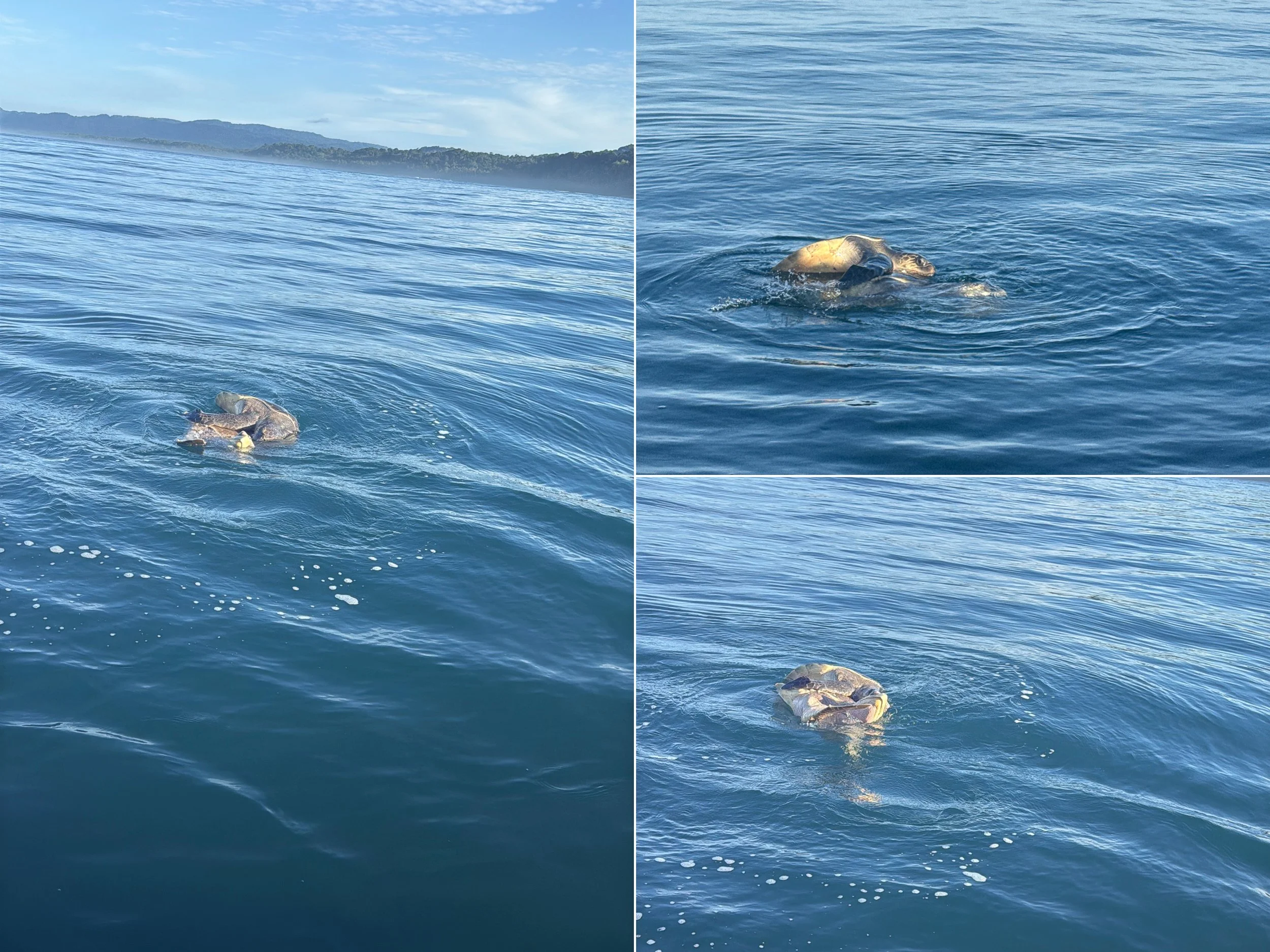 Turtle.jpg