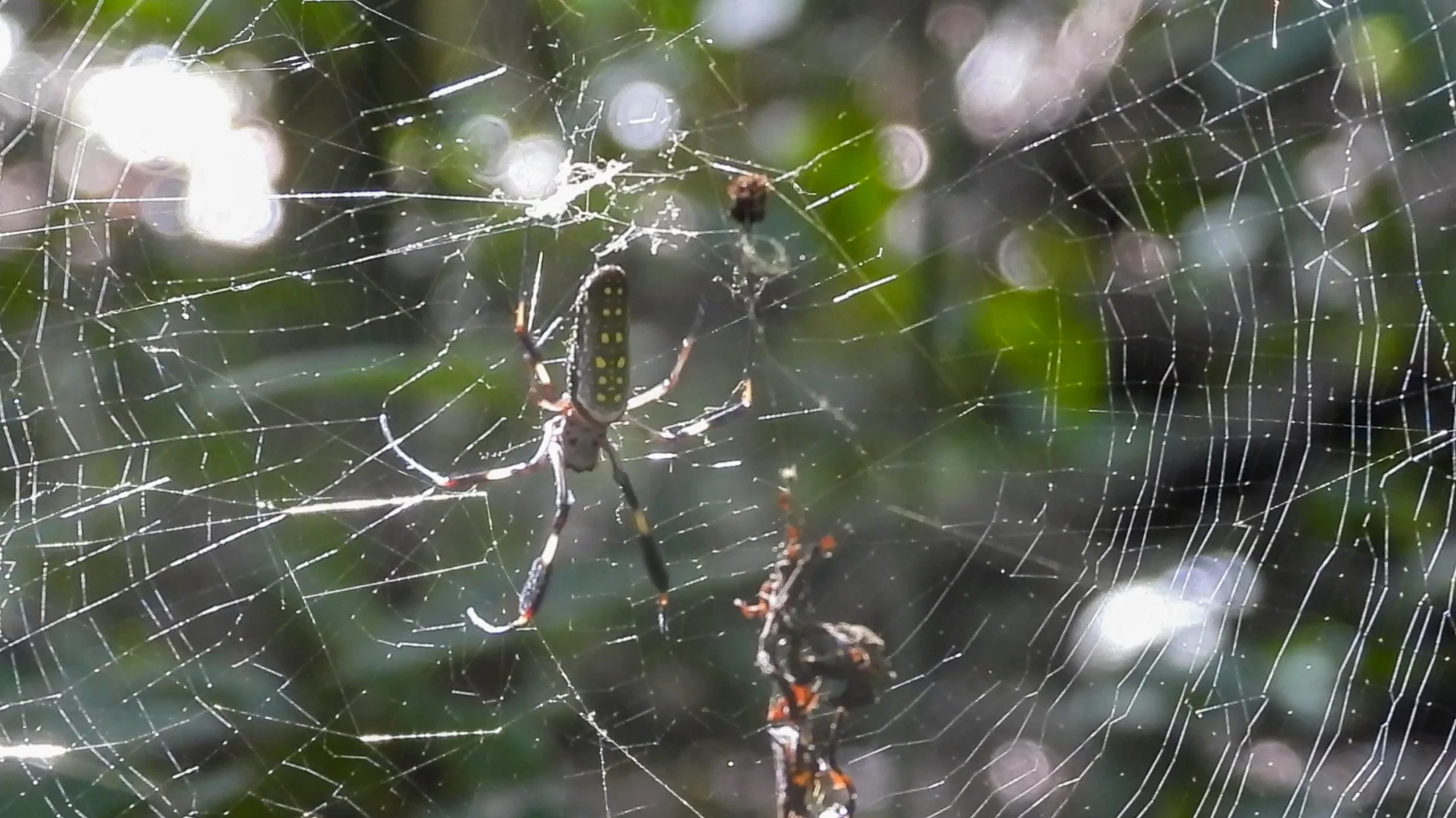 Spider4.jpg