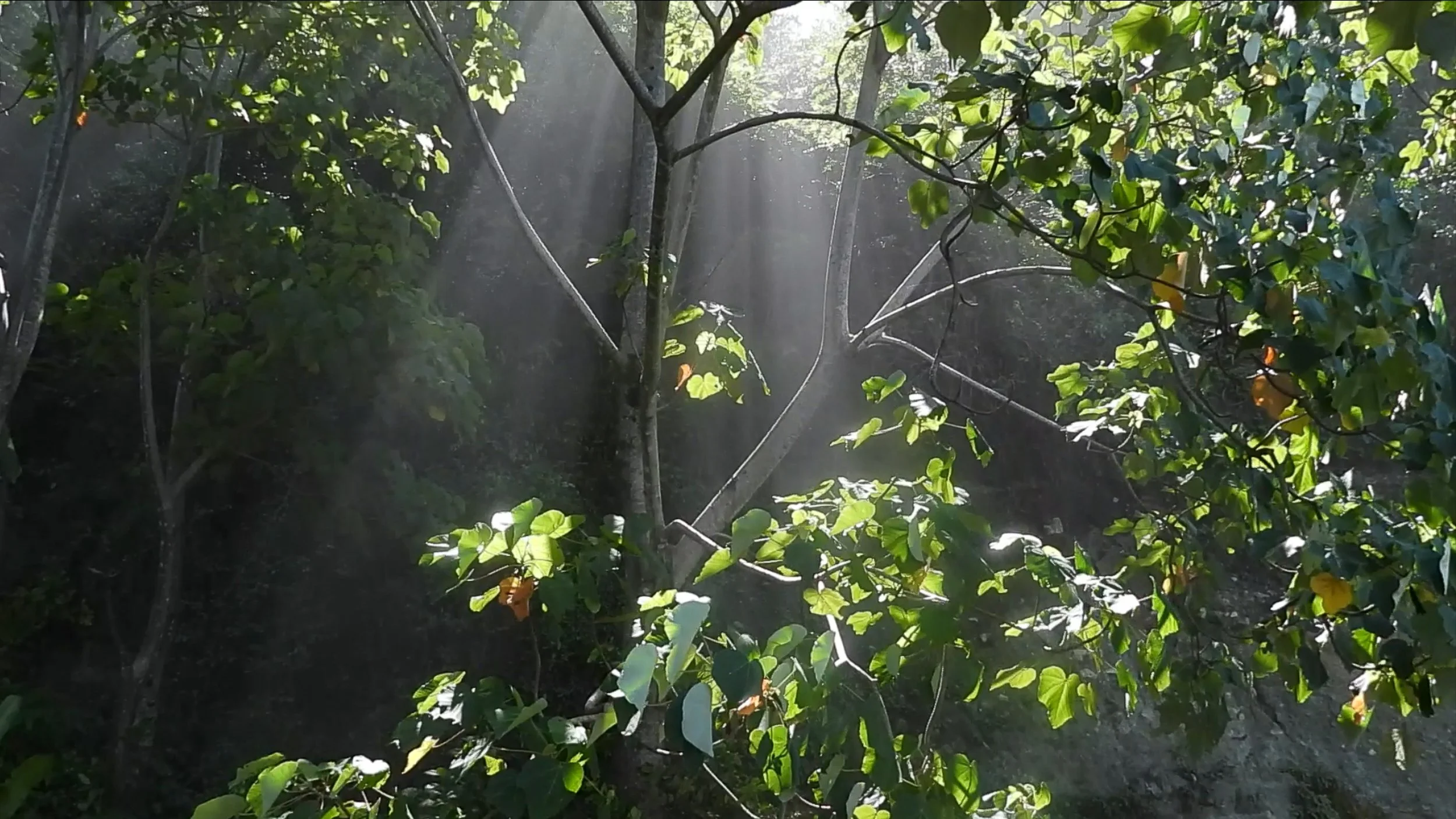 Tree5.jpg