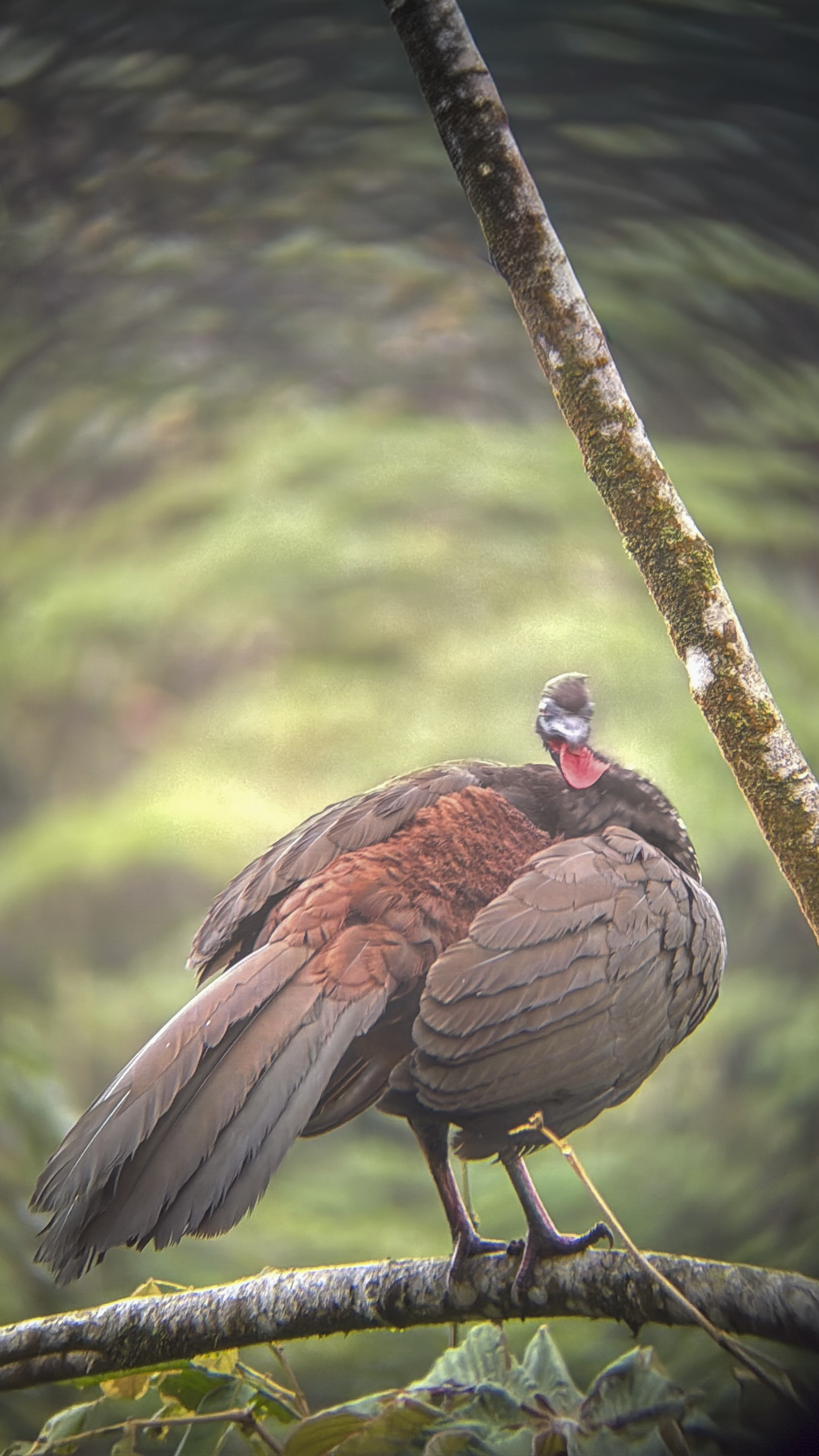 Bird8.png