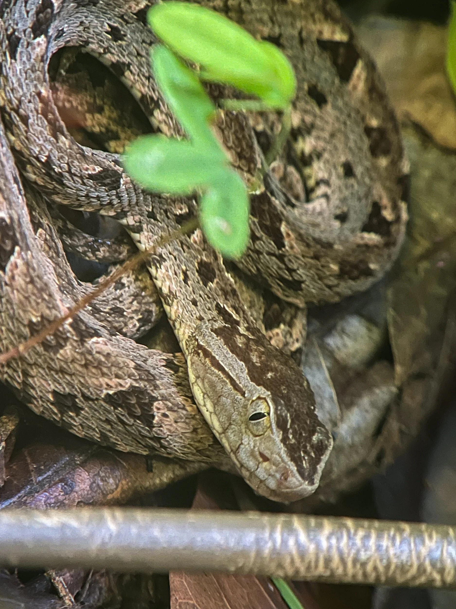 Snake1.jpg