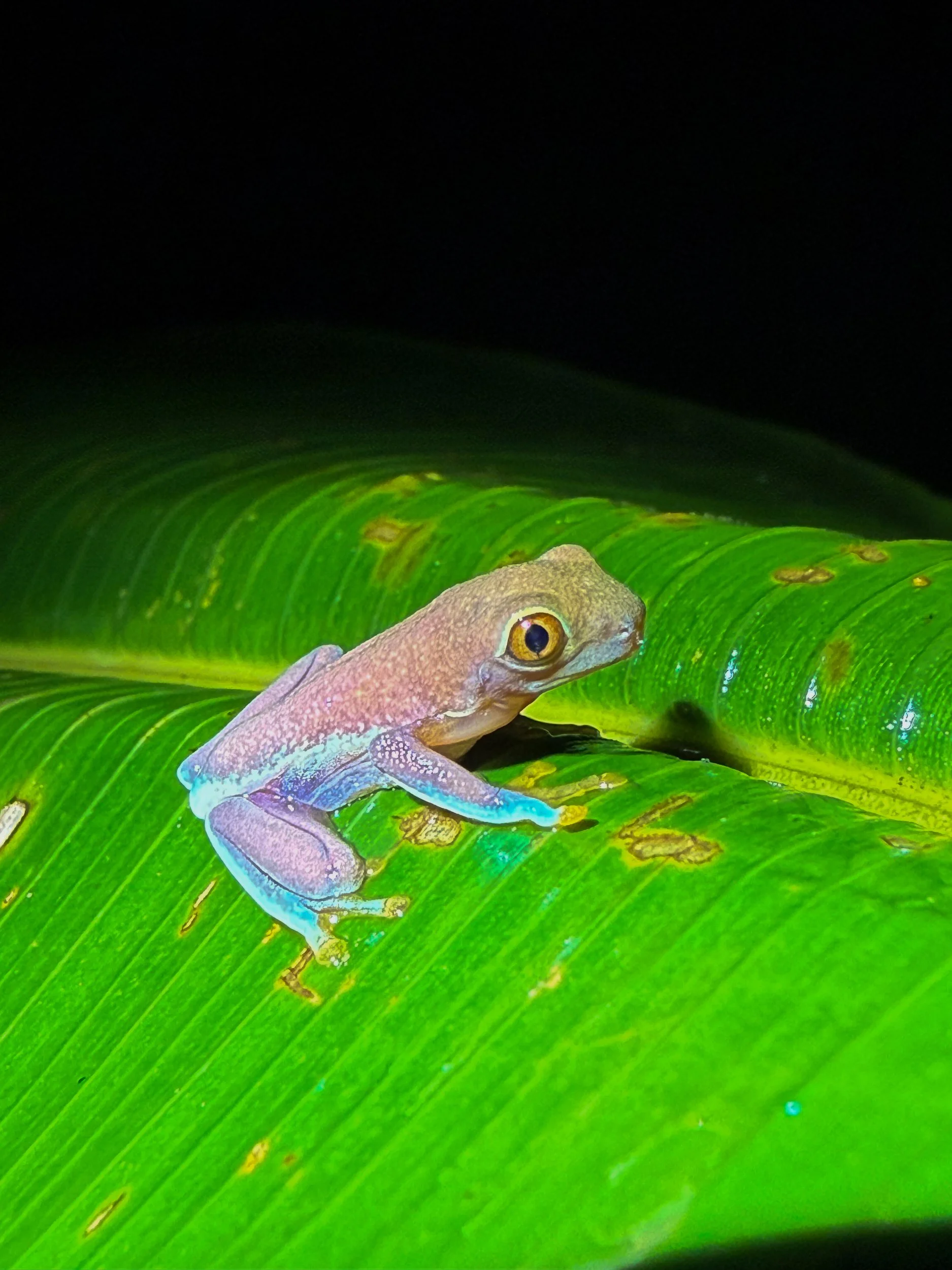 Frog13.jpg