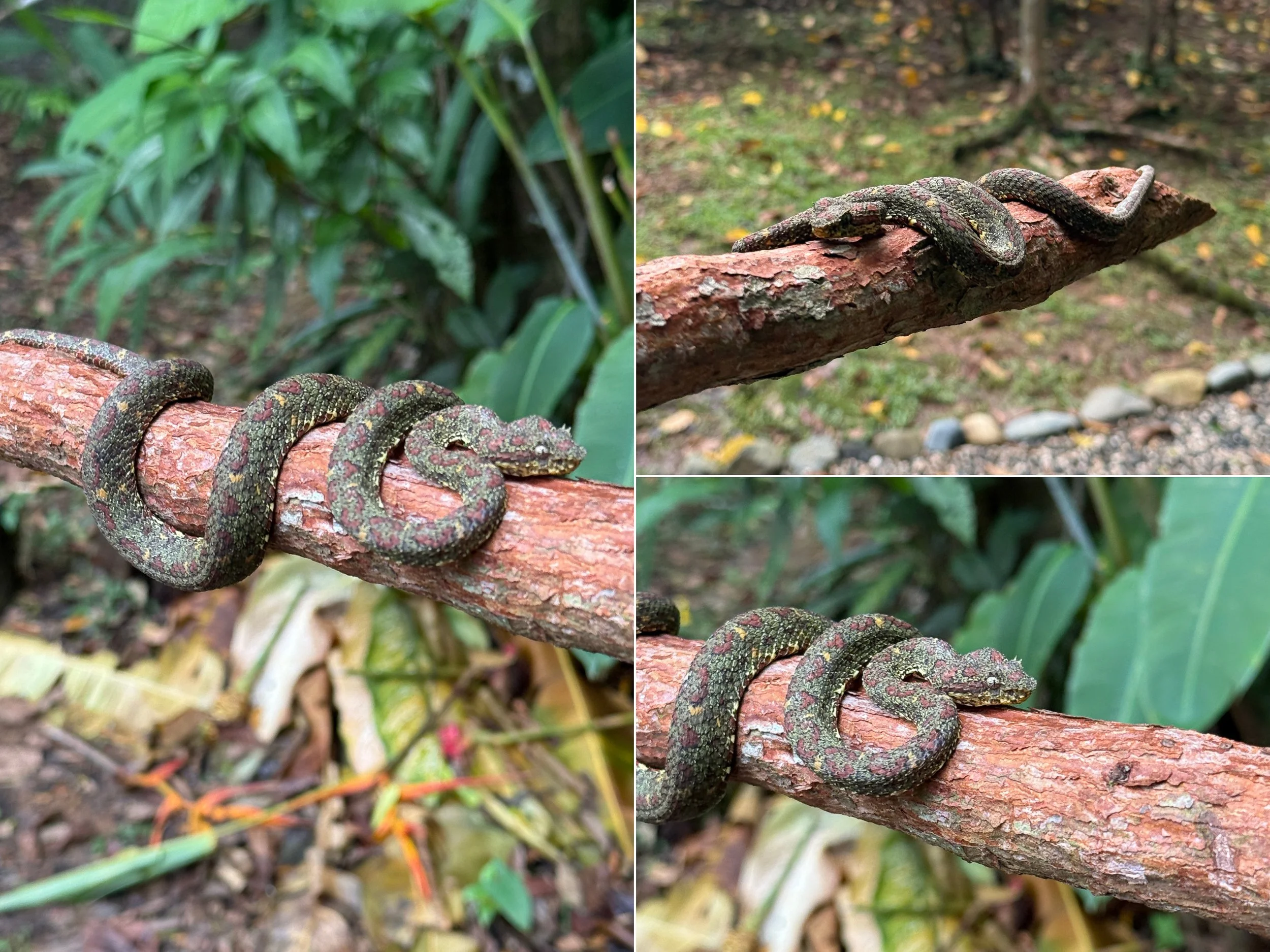 Snake7.jpg