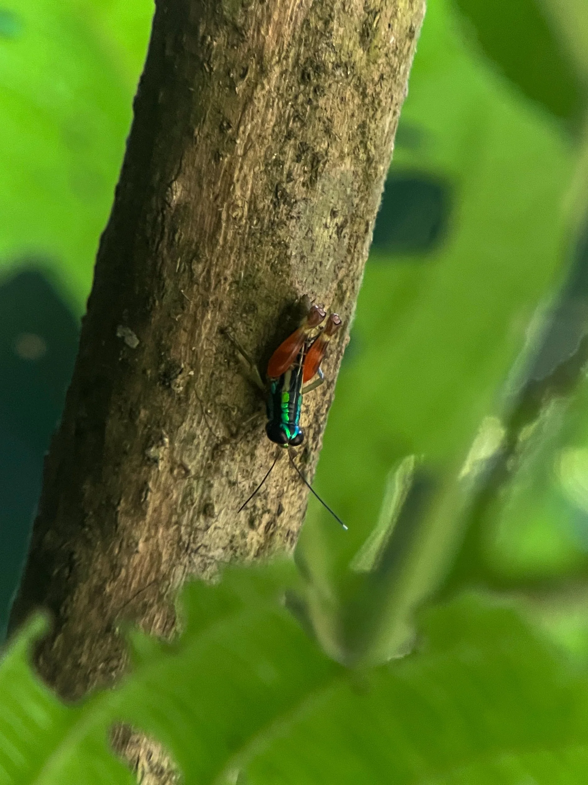 Bug6.jpg
