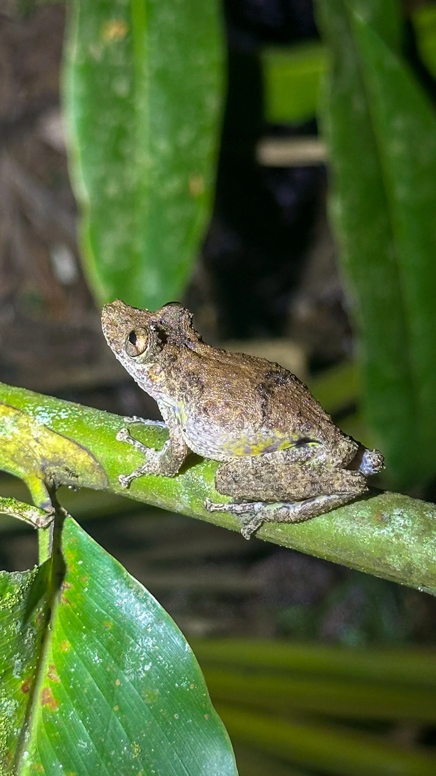 Frog5.jpg