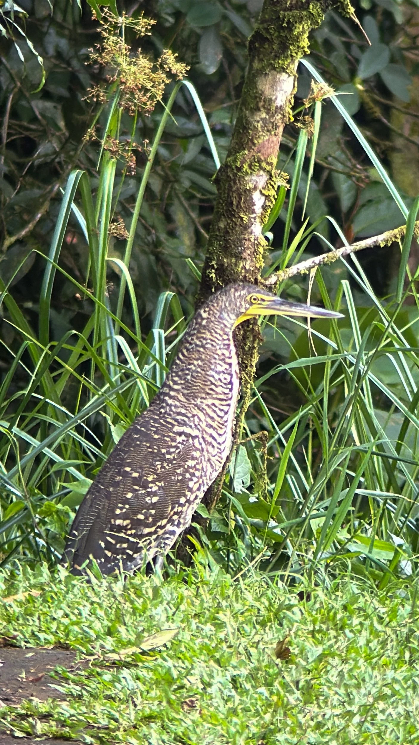 Bird9.jpg