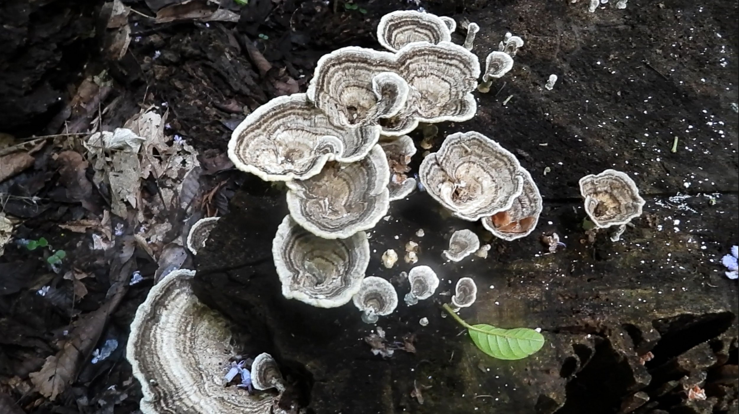 Mushroom8.jpg