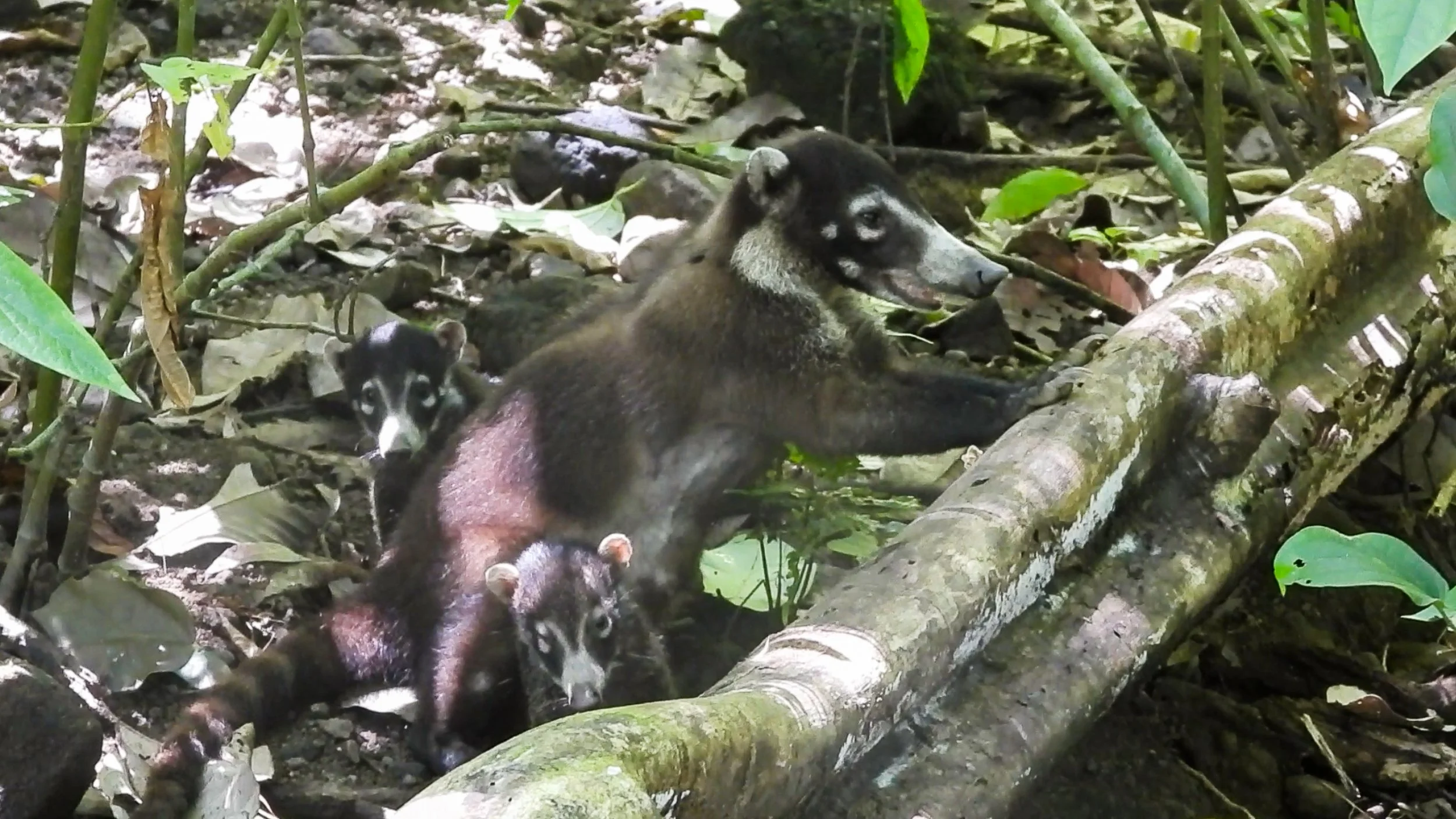 Coati3.jpg