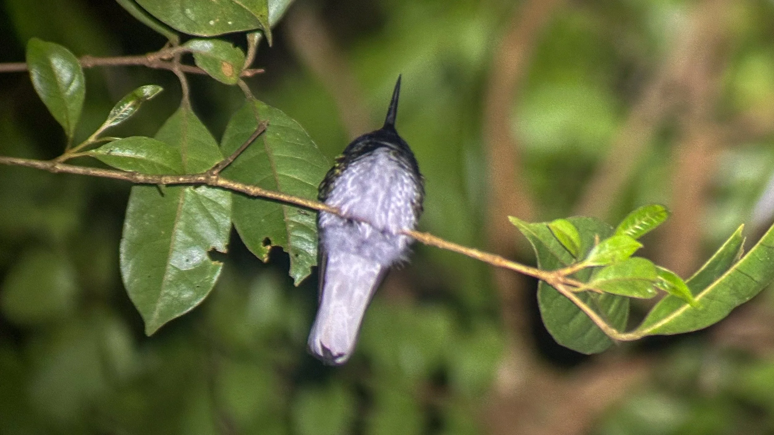 Bird2.jpg