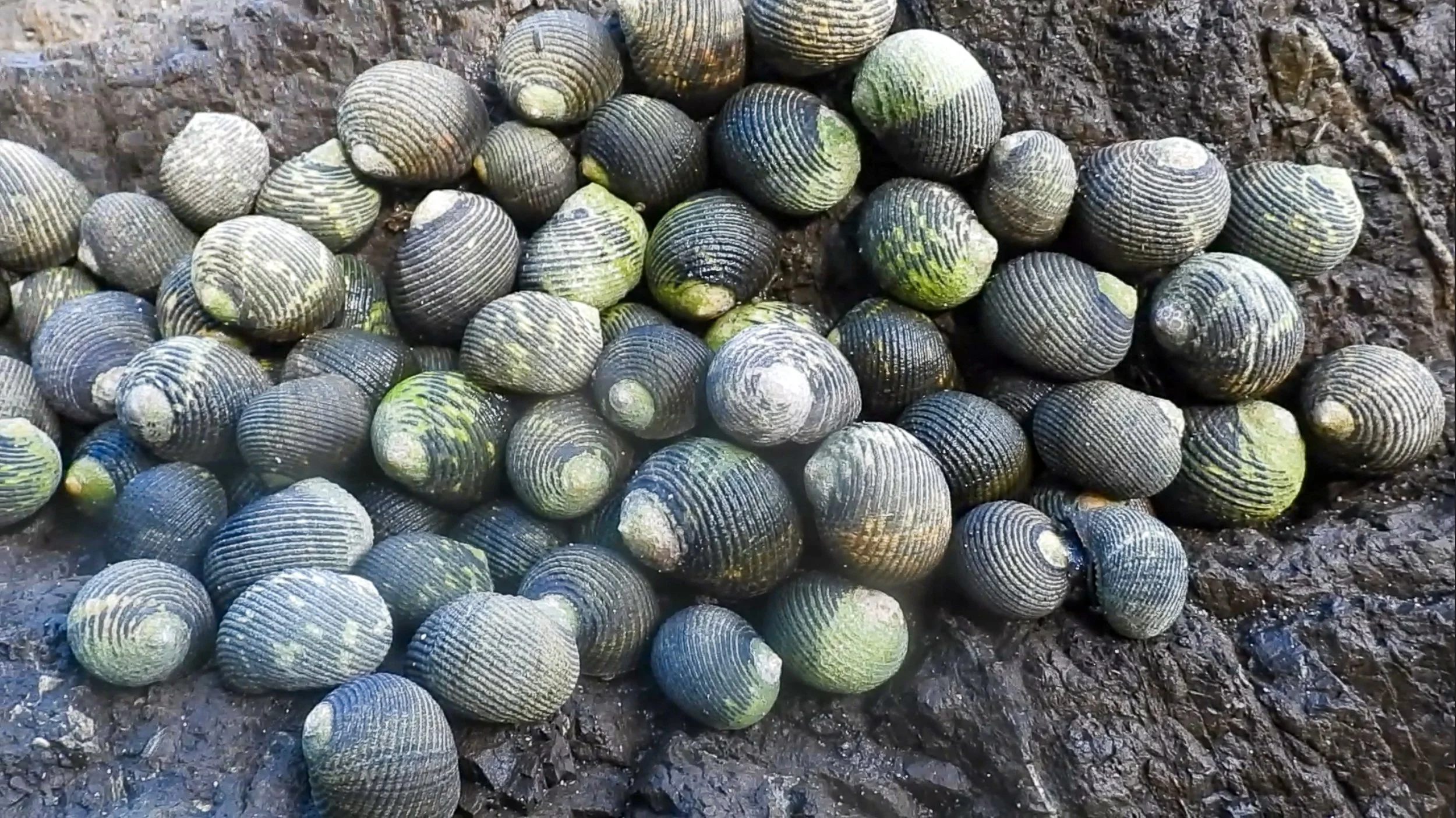 Shell3.jpg