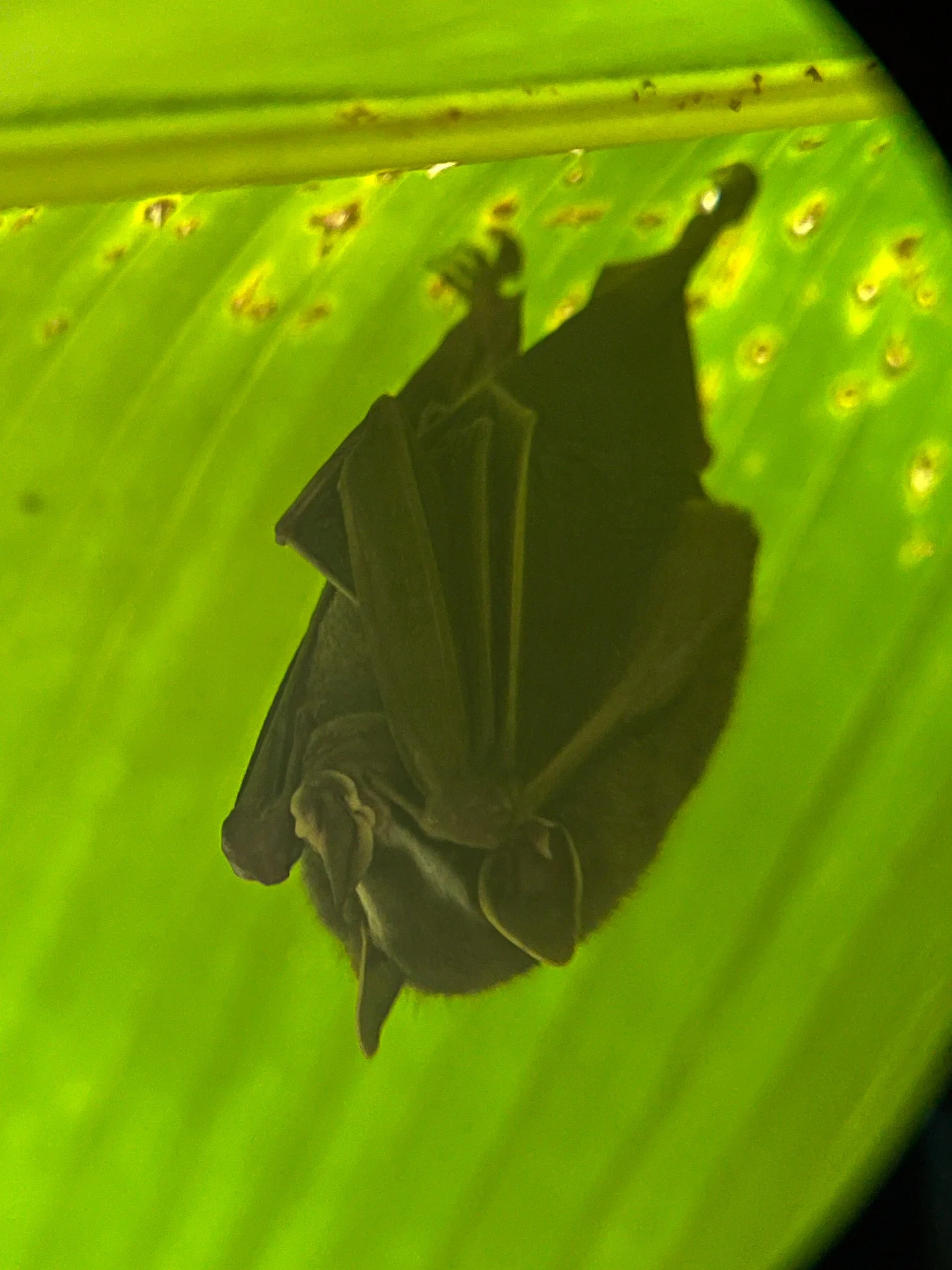 Bat1.jpg