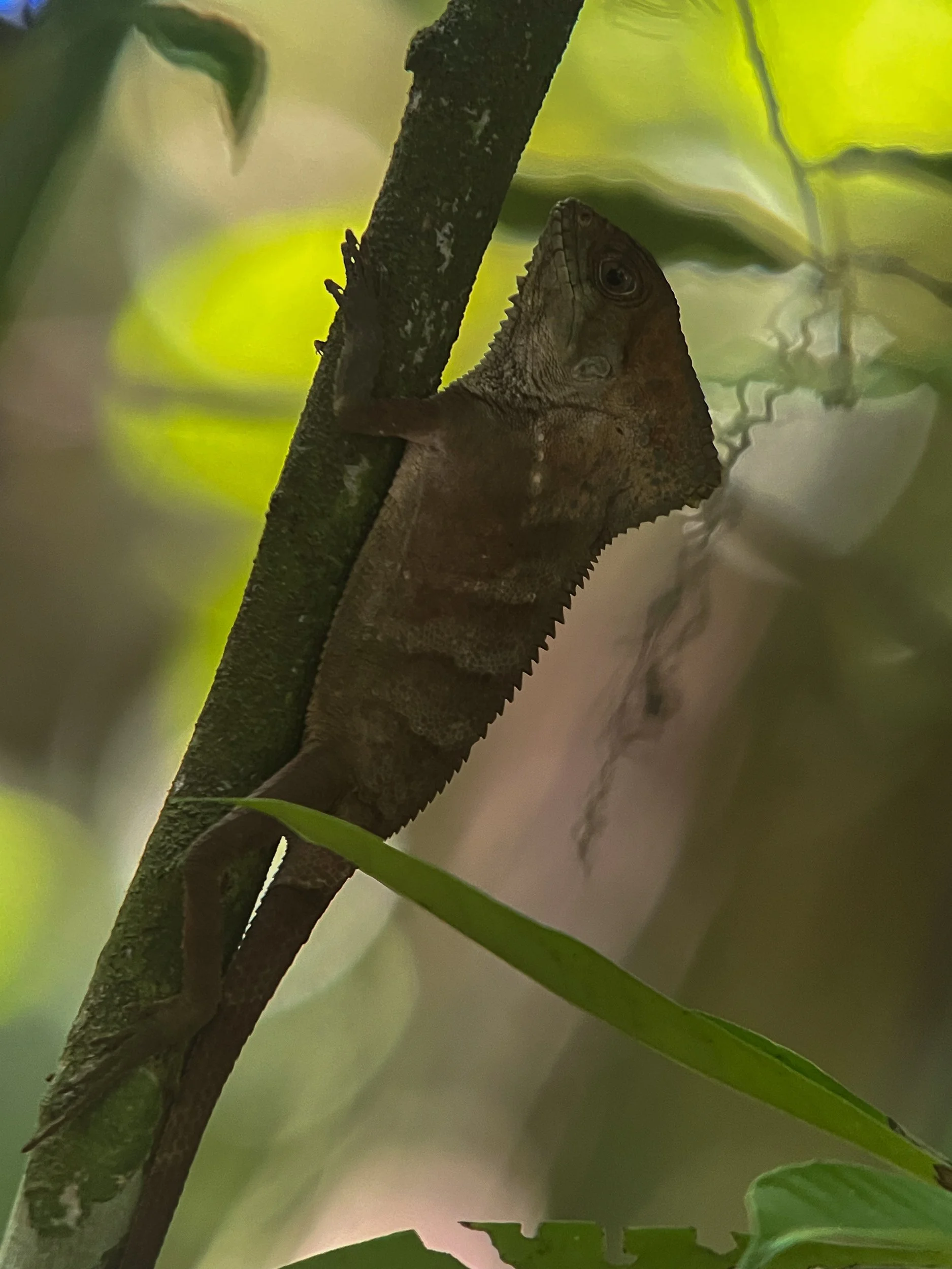 Lizard1.jpg