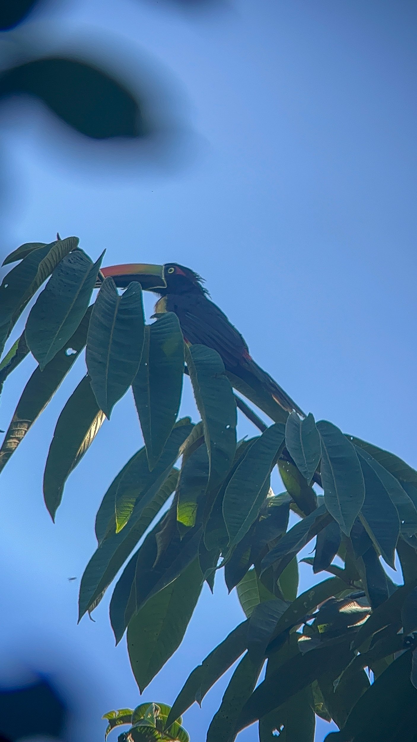 BIrd4.jpg