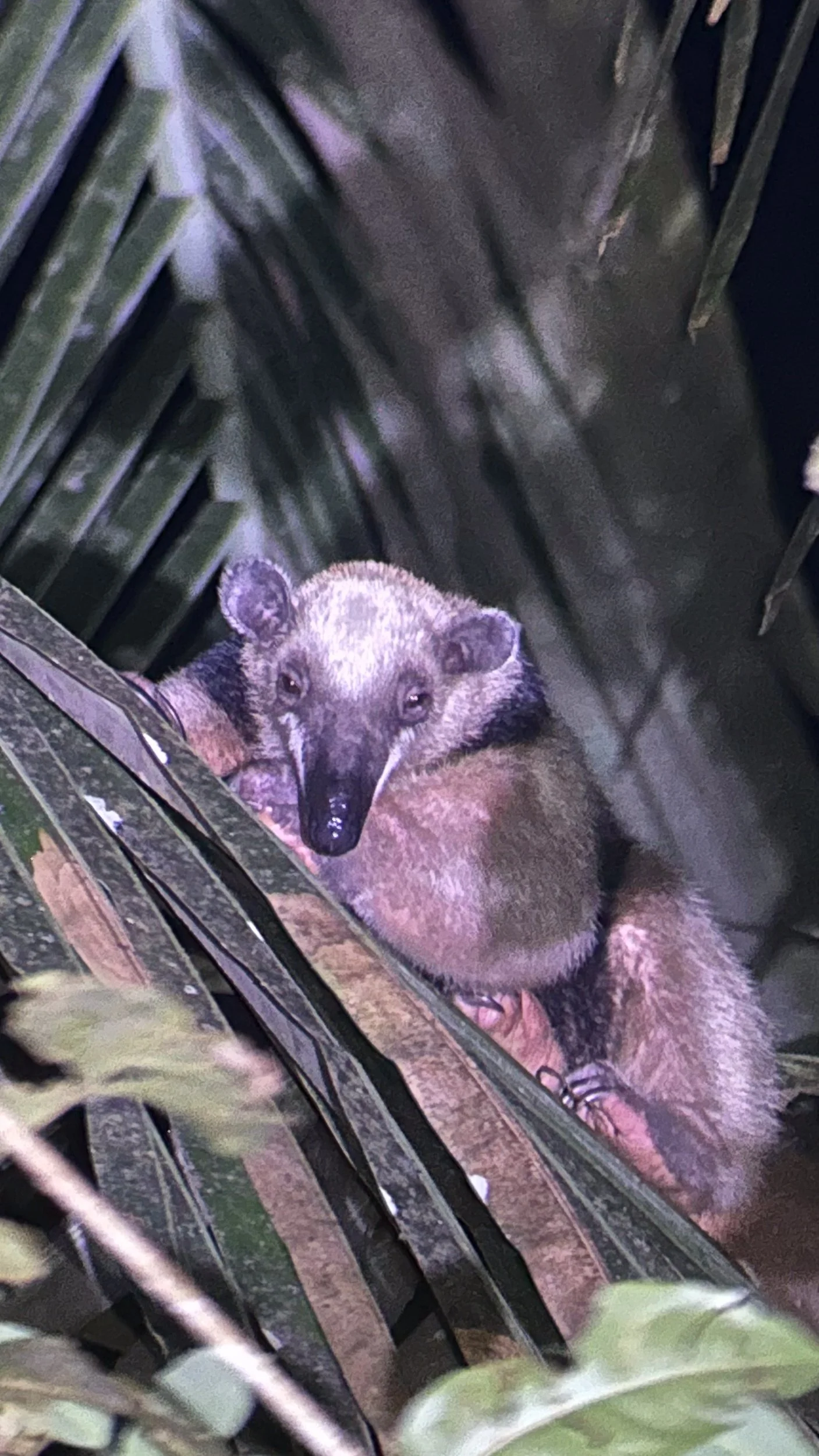 Northern tamandua3.jpg