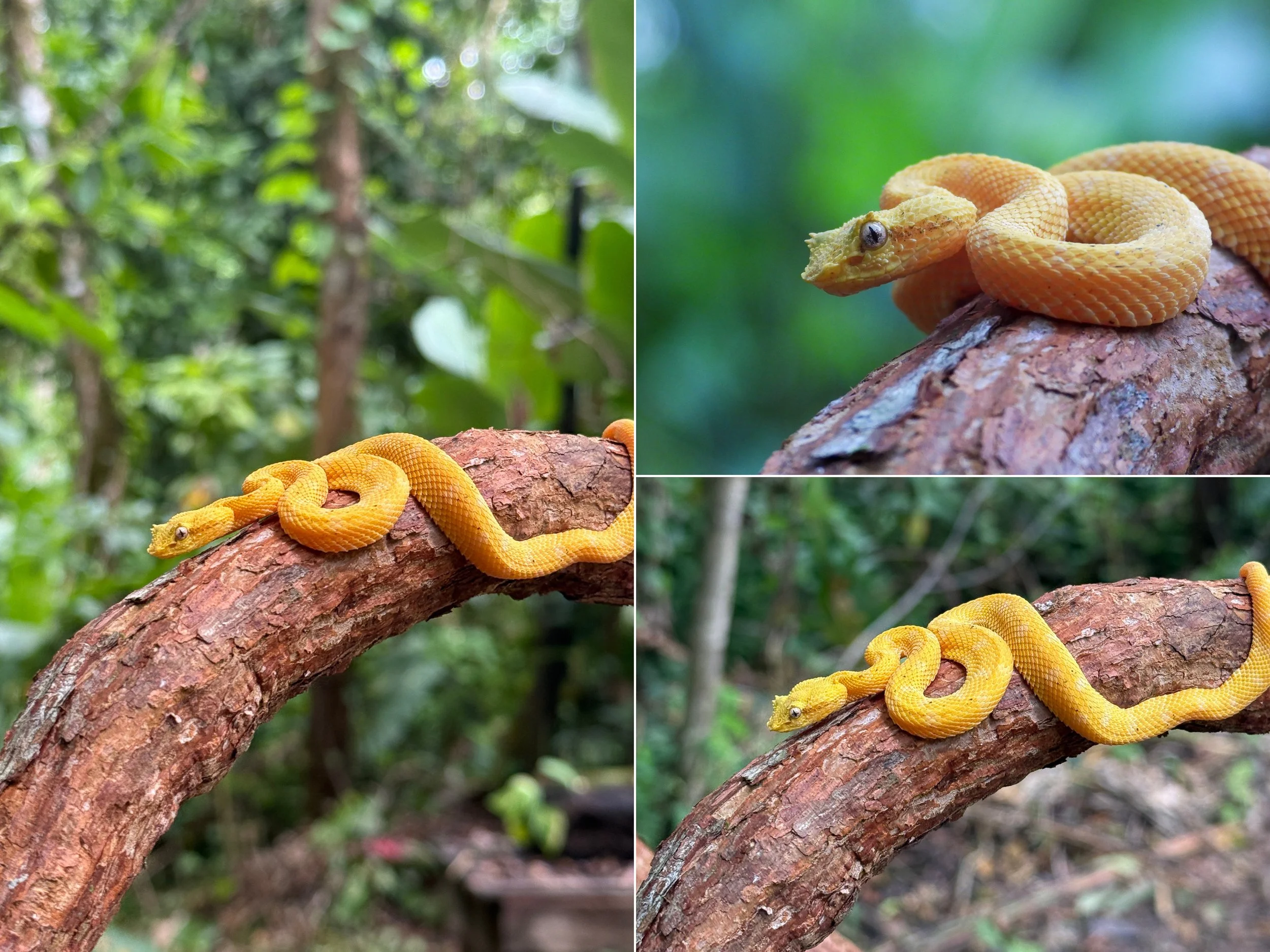 Snake9.jpg