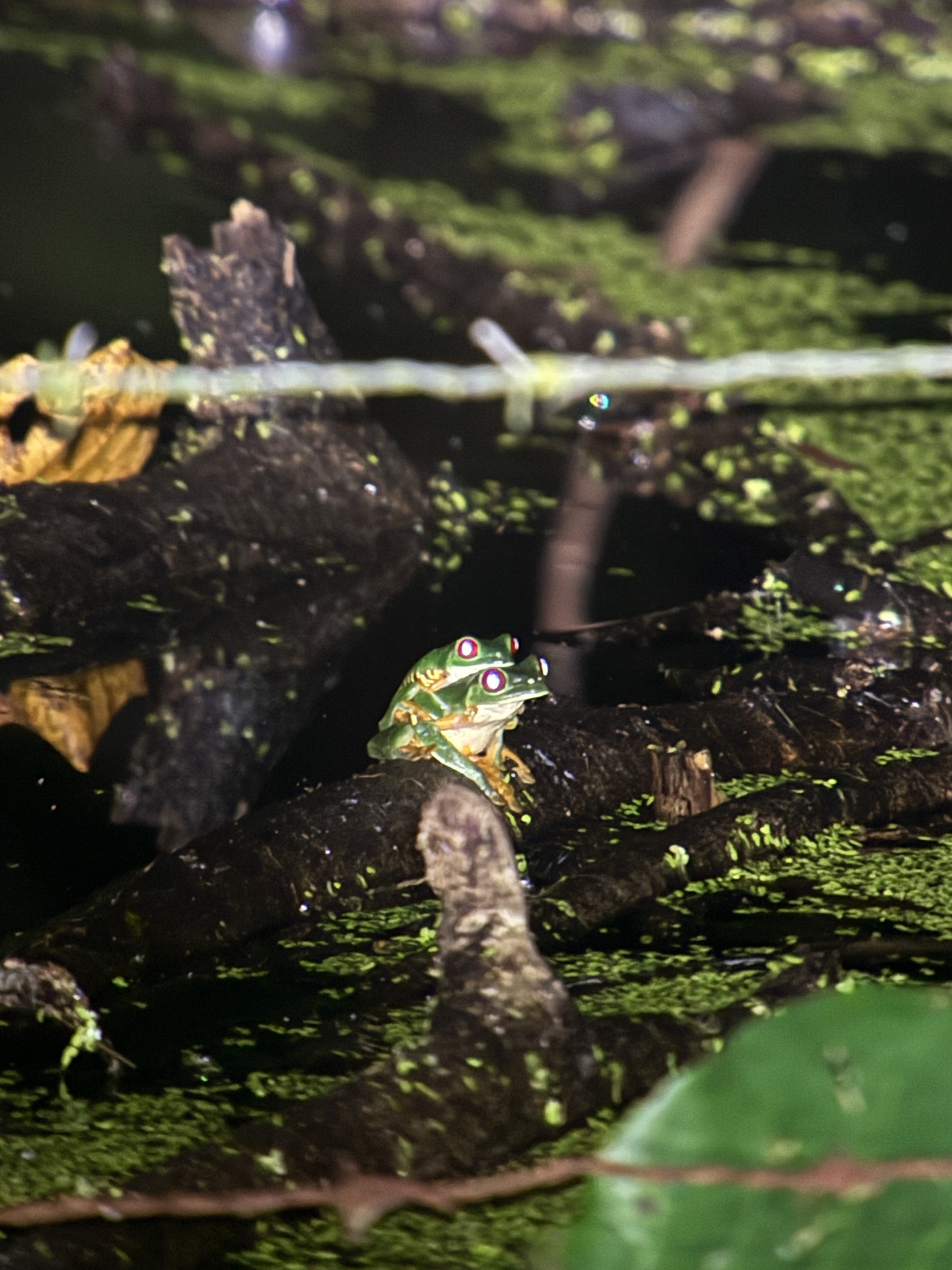 Frog10.jpg