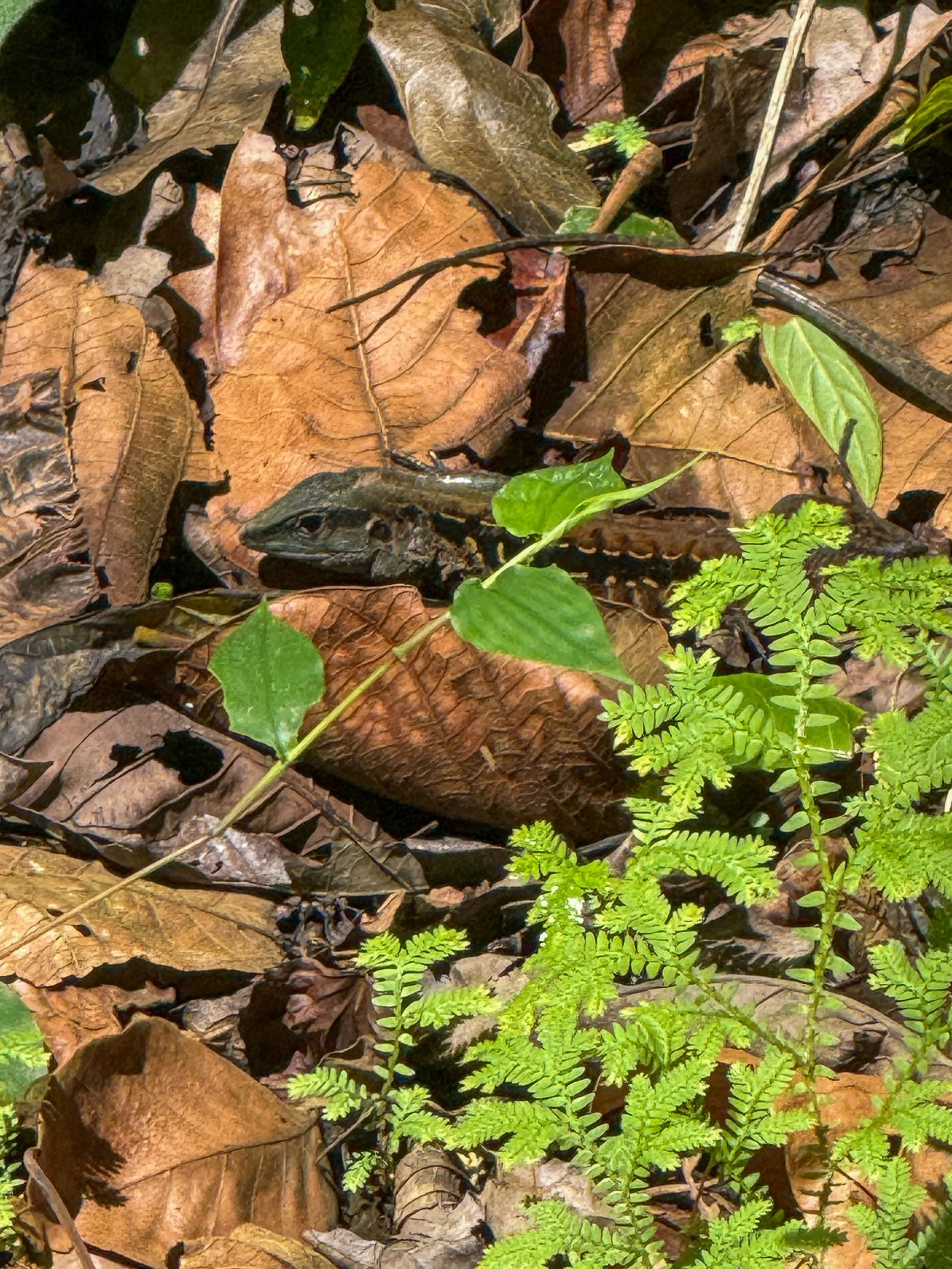 Lizard3.jpg