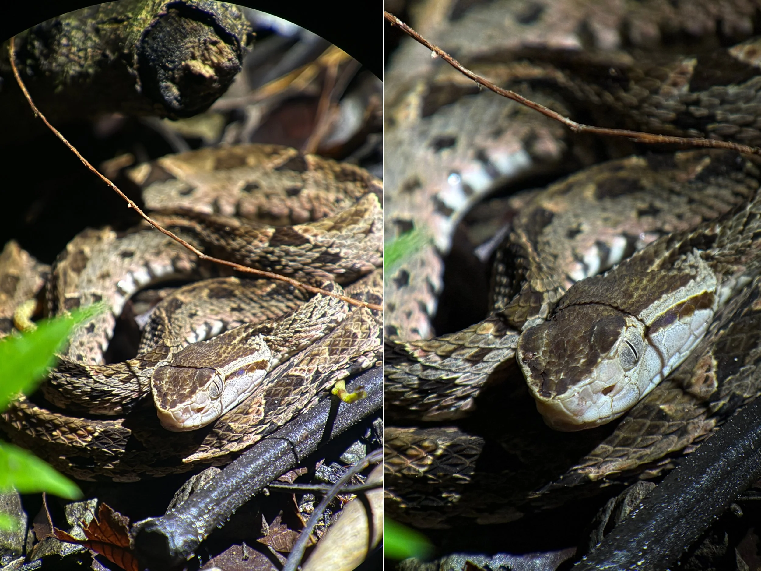 Snake11.jpg