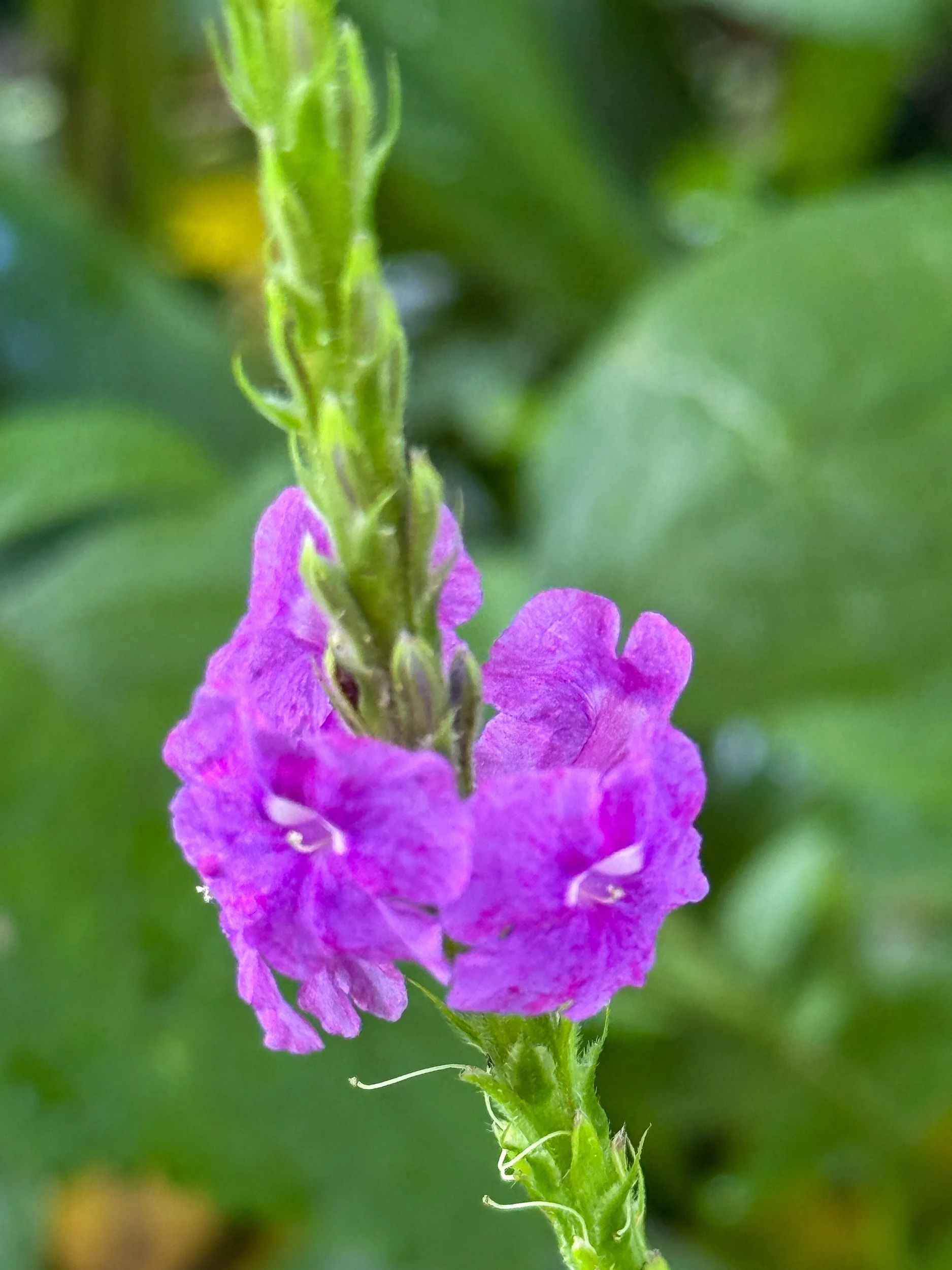 Plant3.jpg