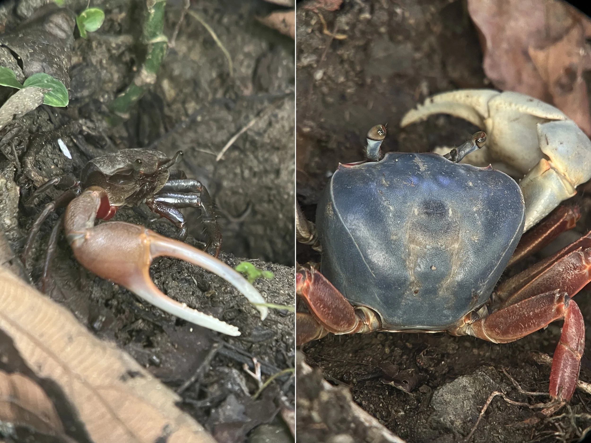 Crab.jpg