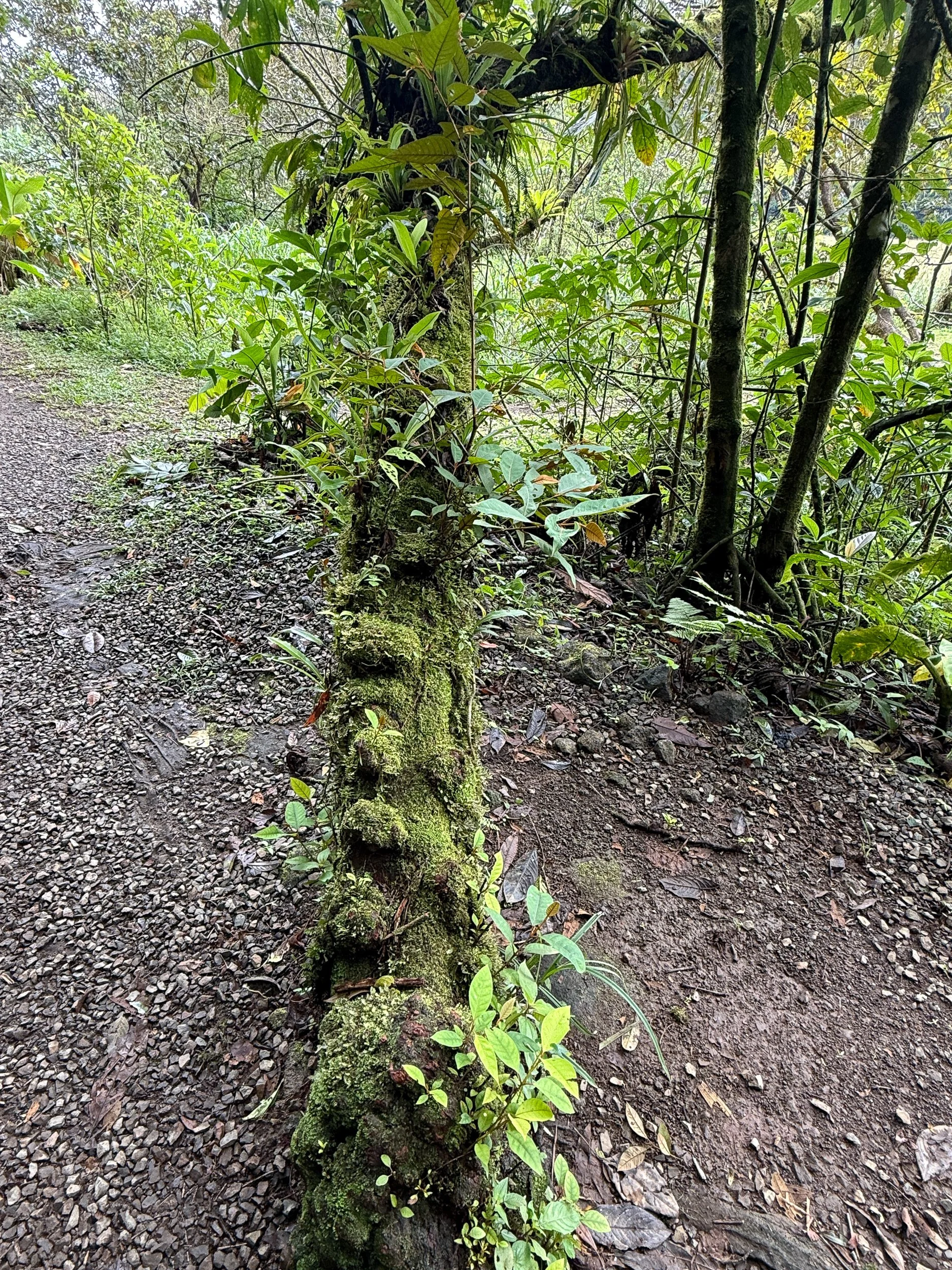 Tree4.jpg