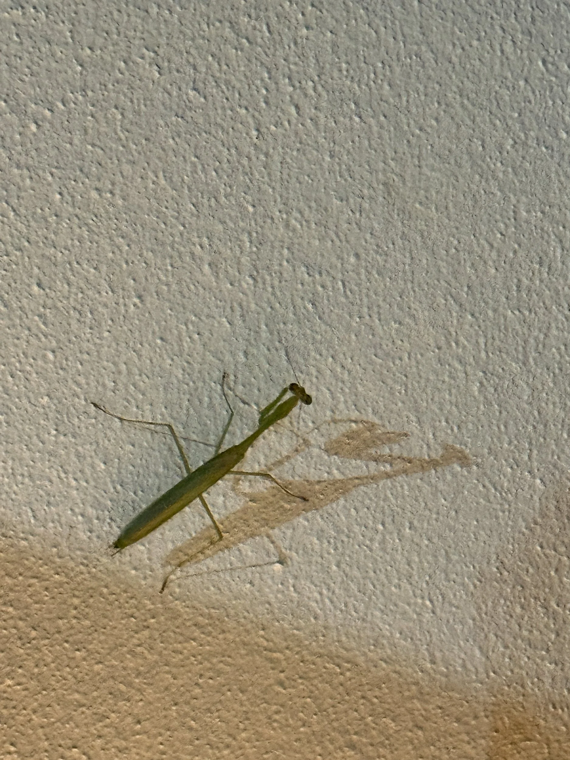 Bug9.jpg