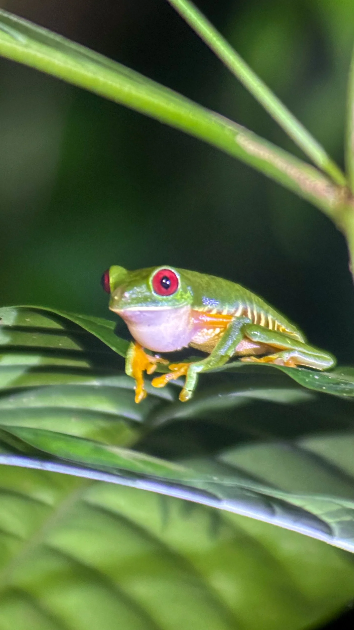 Frog7.jpg