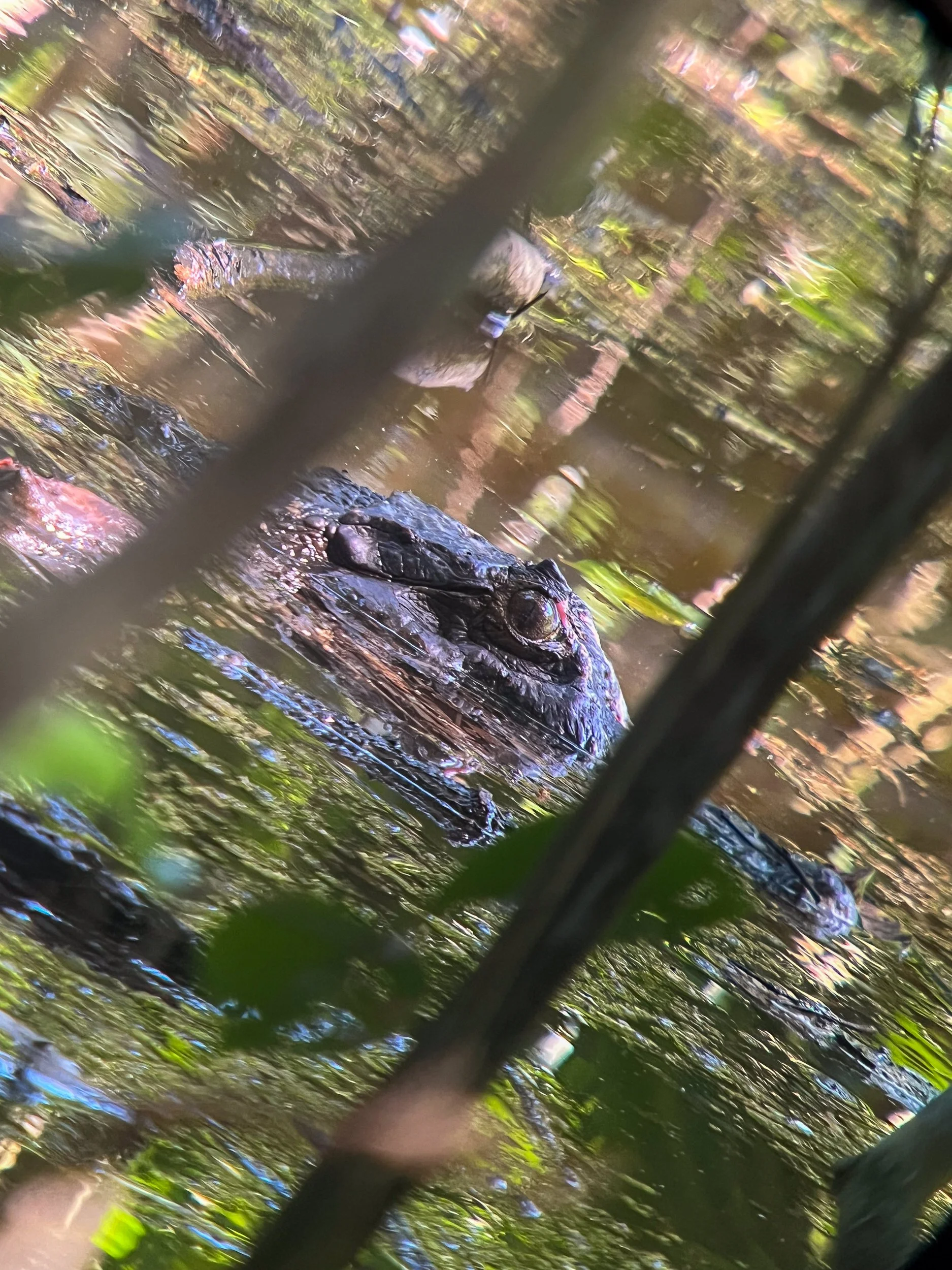 Croc2.jpg