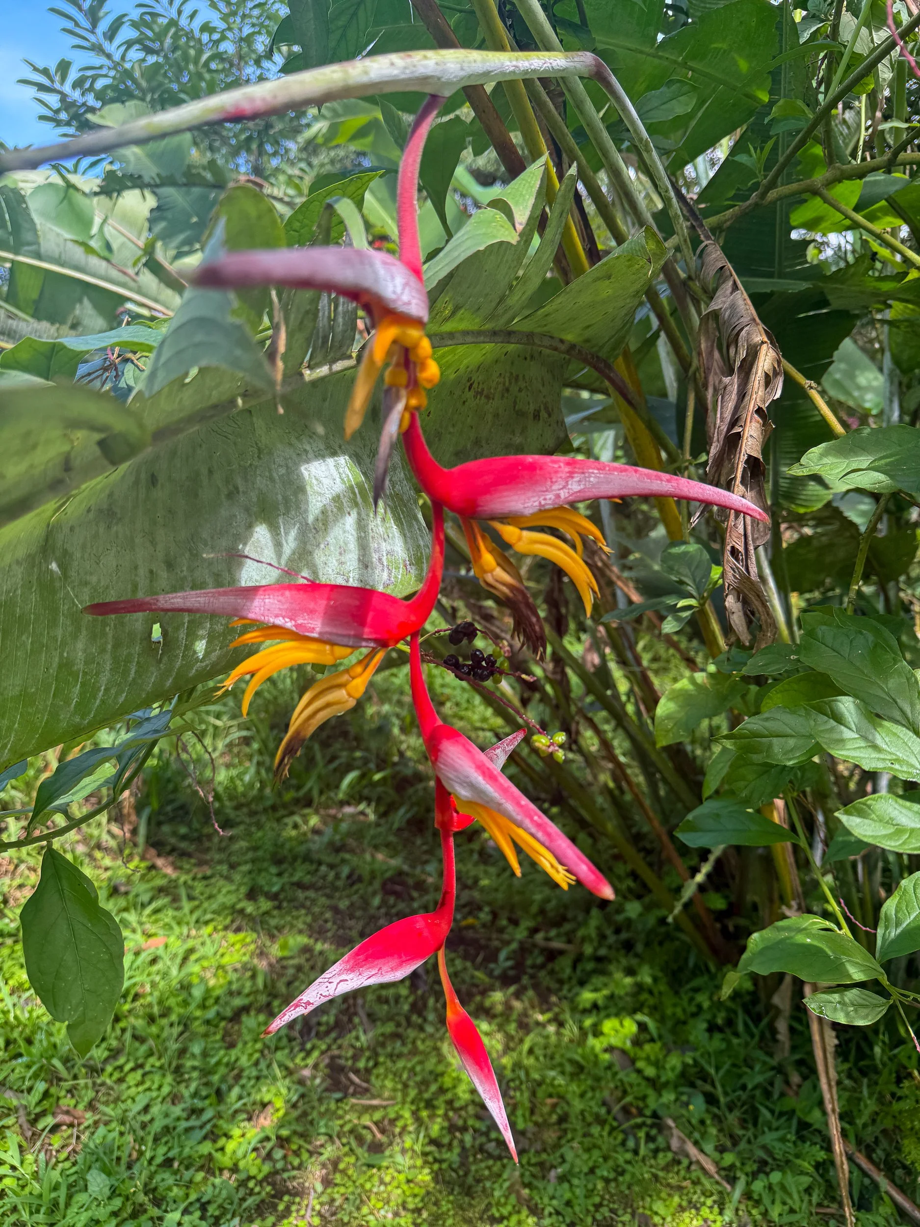 Plant4.jpg