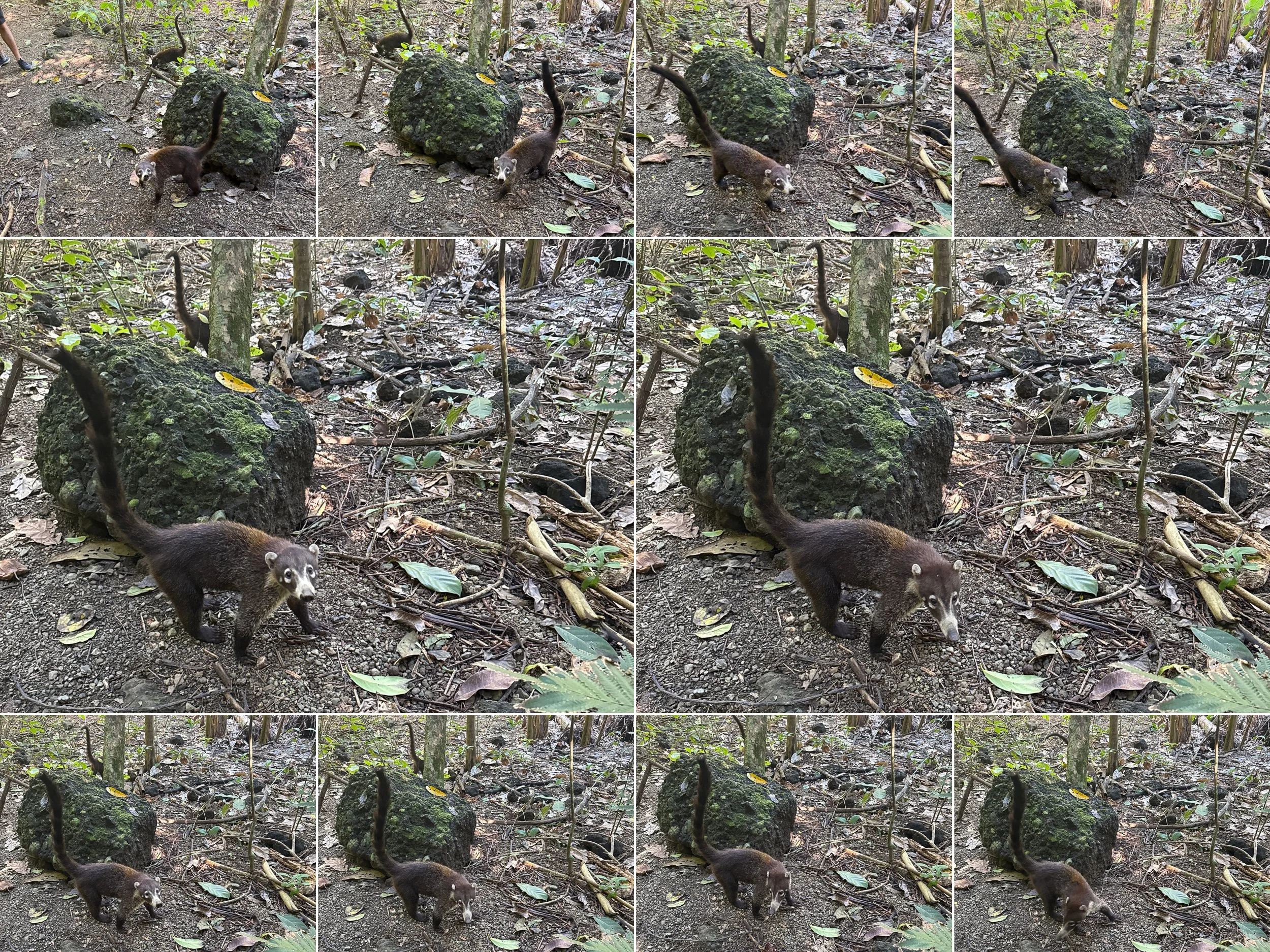 Coati1.jpg