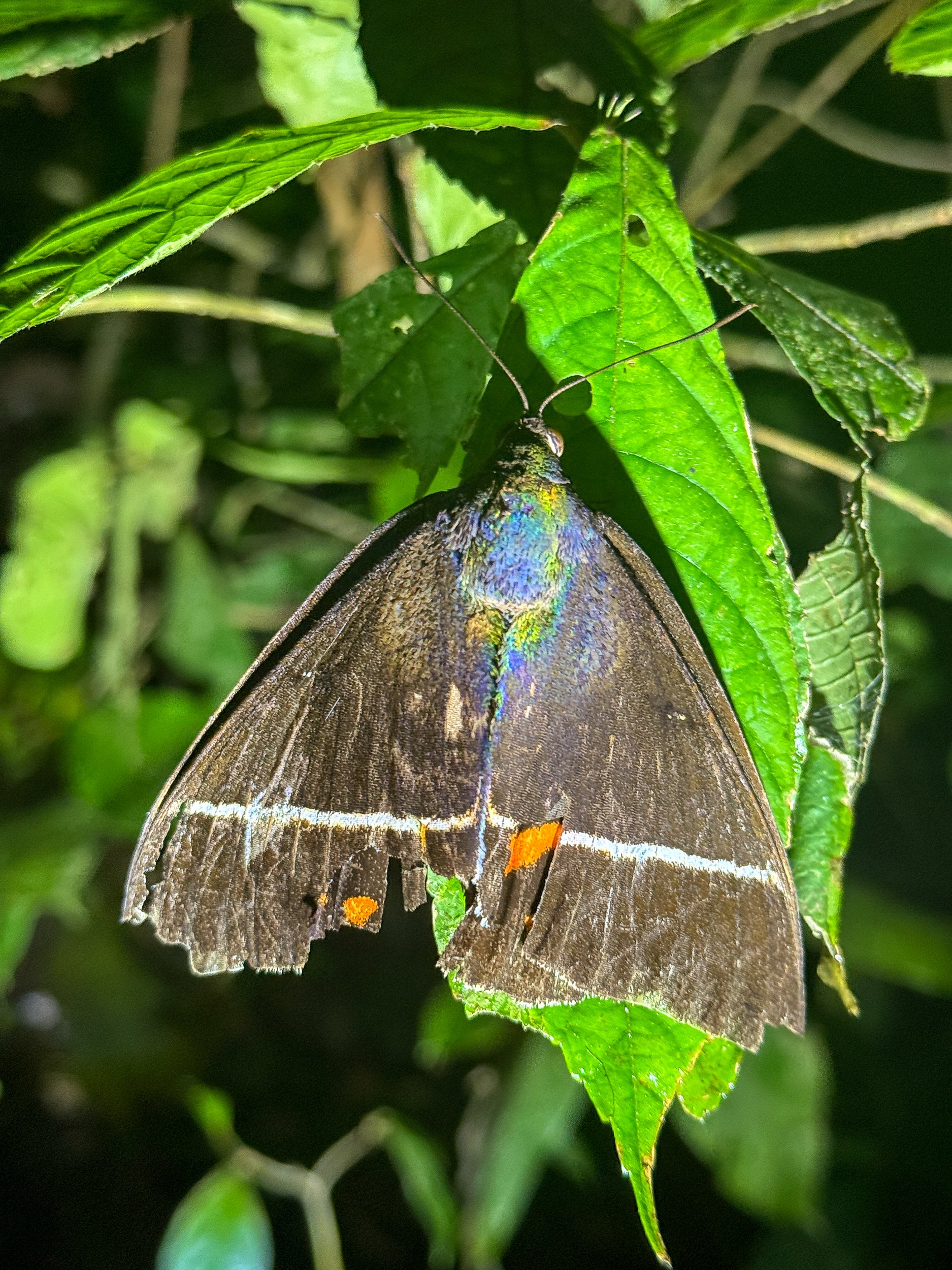 Moth3.jpg