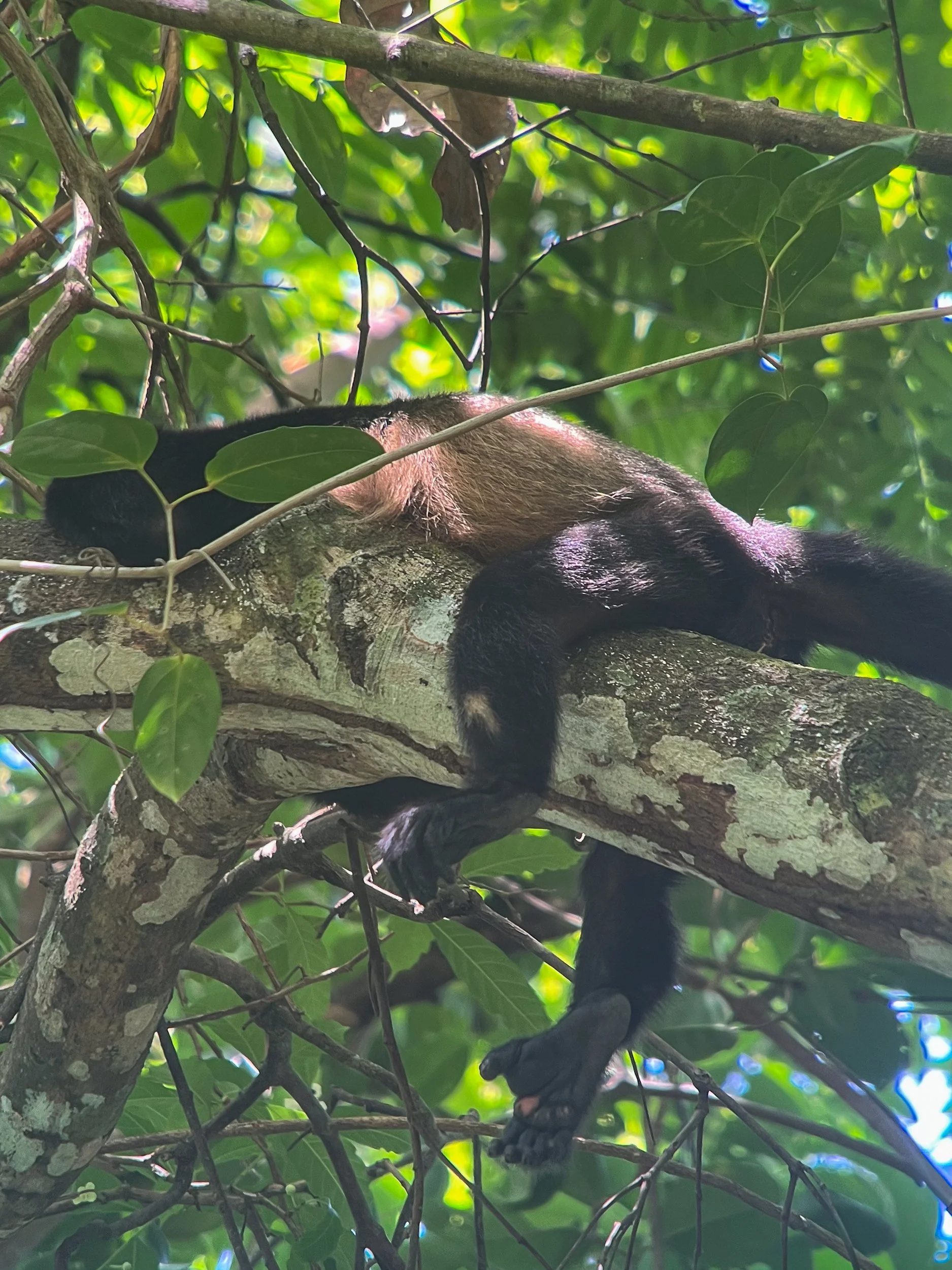 Monkey5.jpg