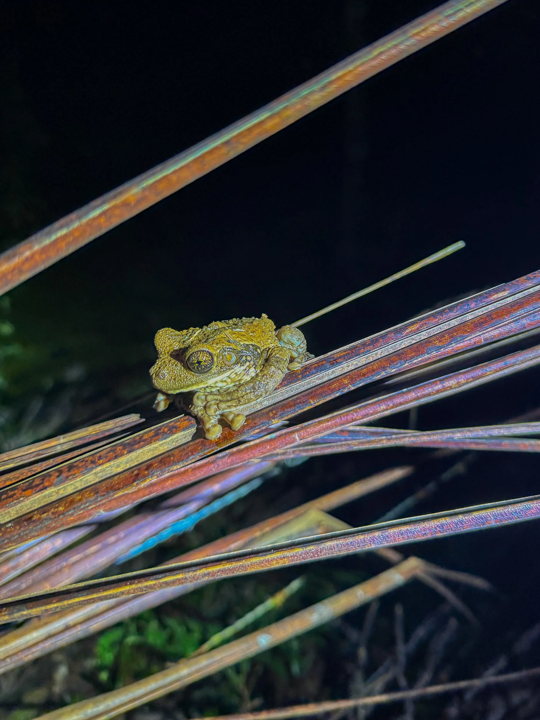 Frog9.jpg