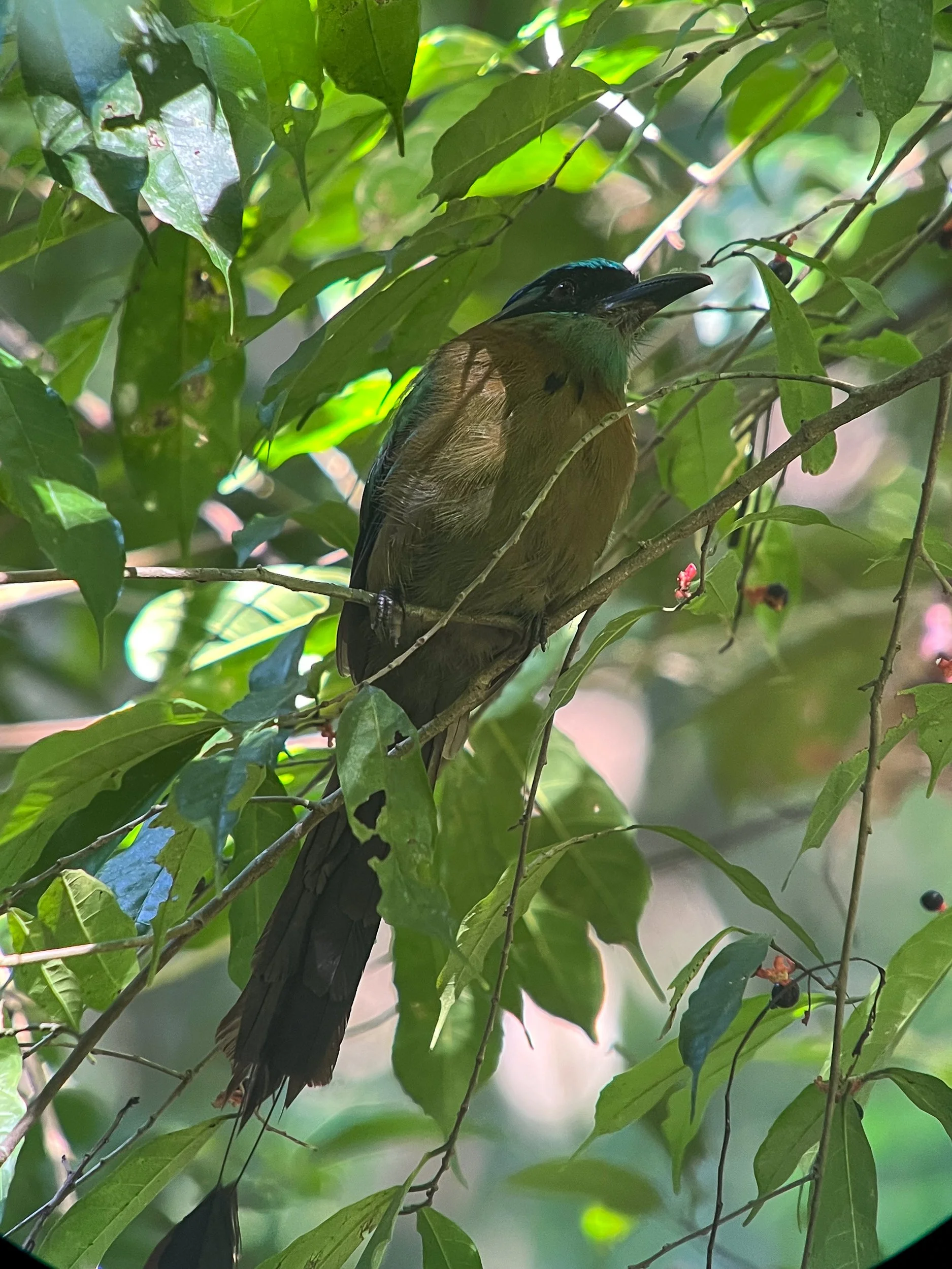 Bird3.jpg