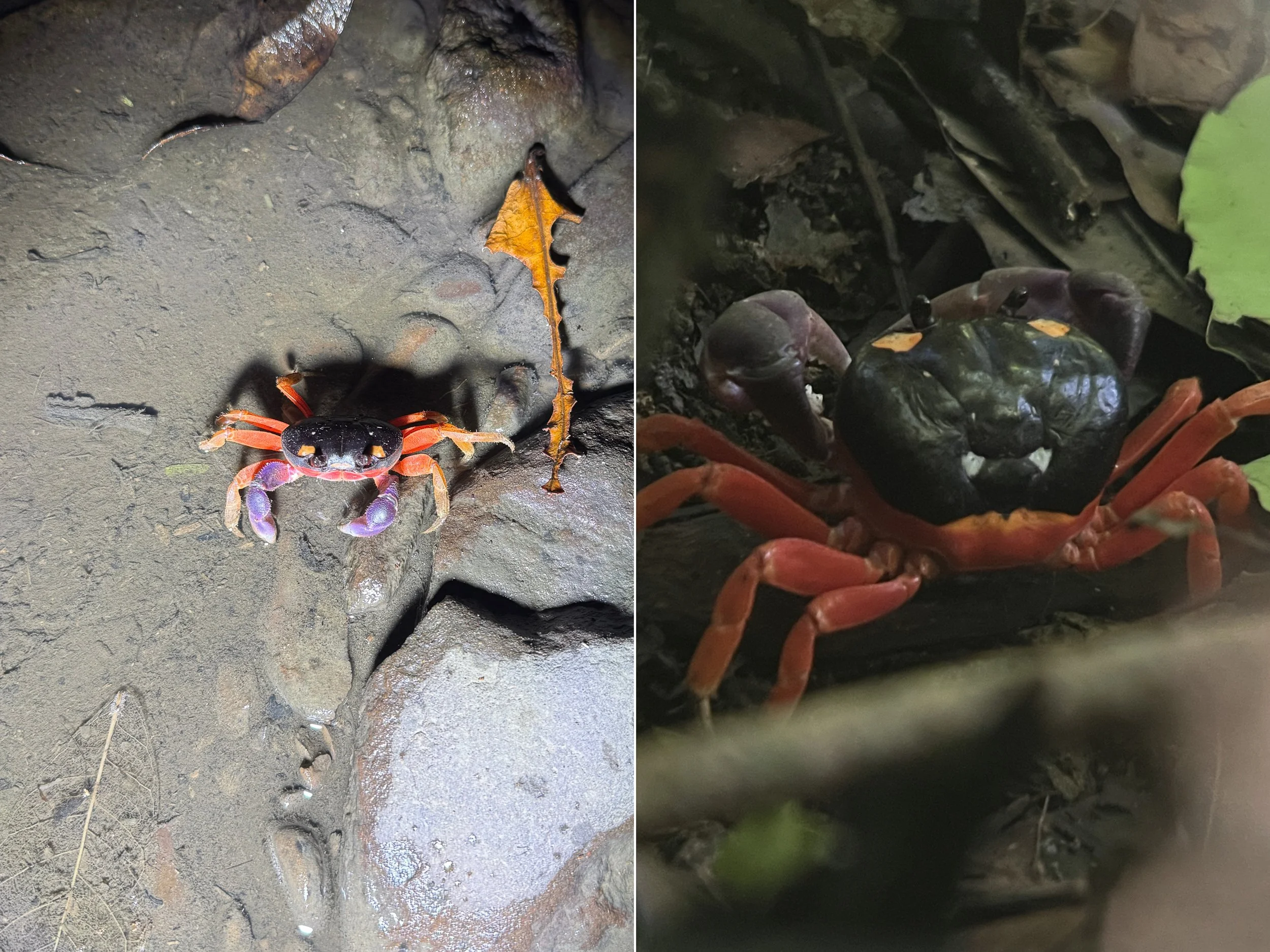 Crab2.jpg