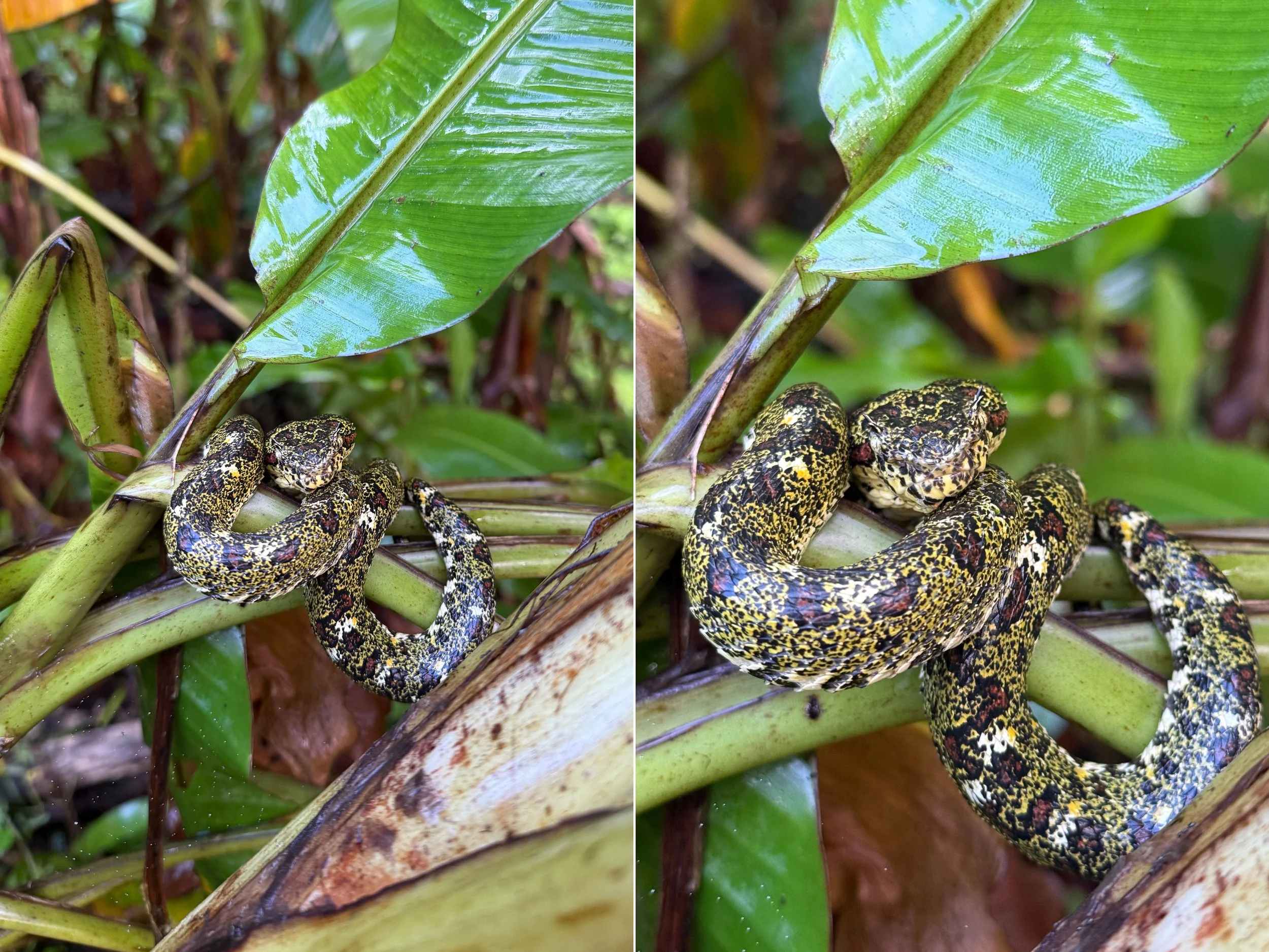 Snake4.jpg