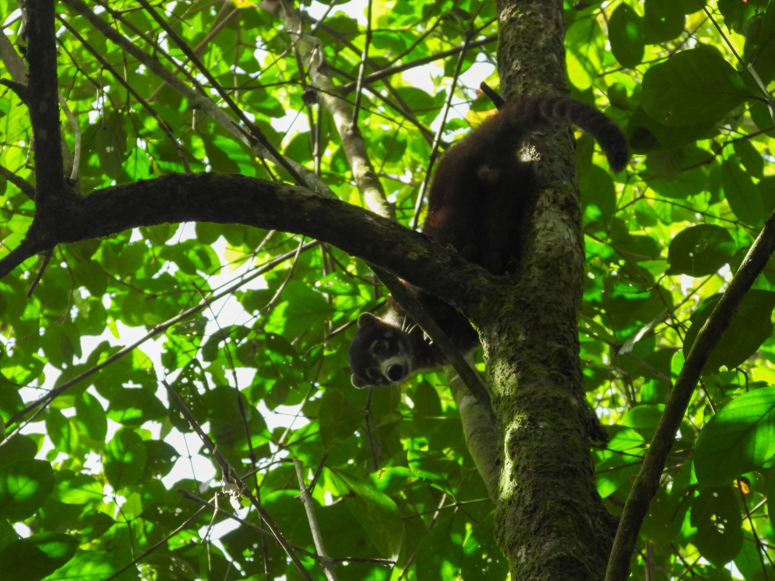 Coati2.jpg