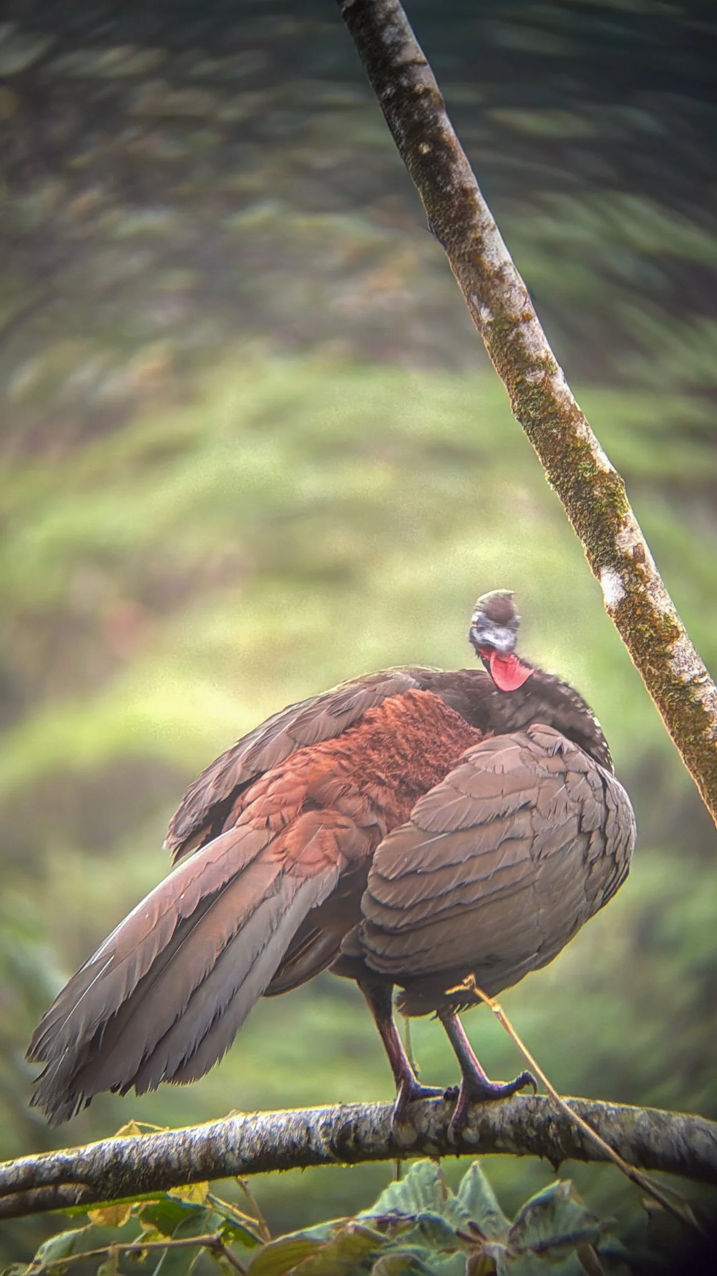 Bird8.jpg