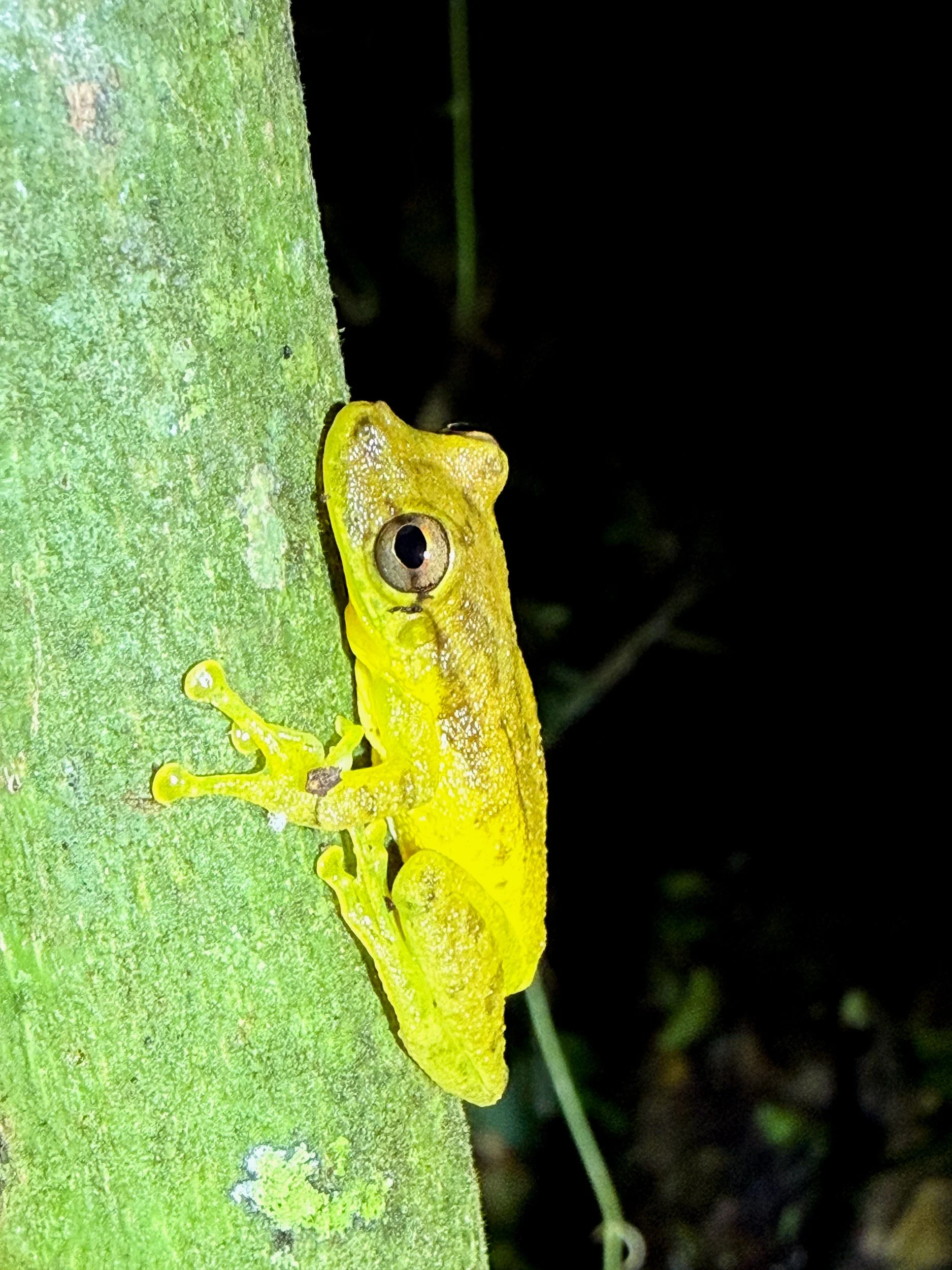 Frog12.jpg