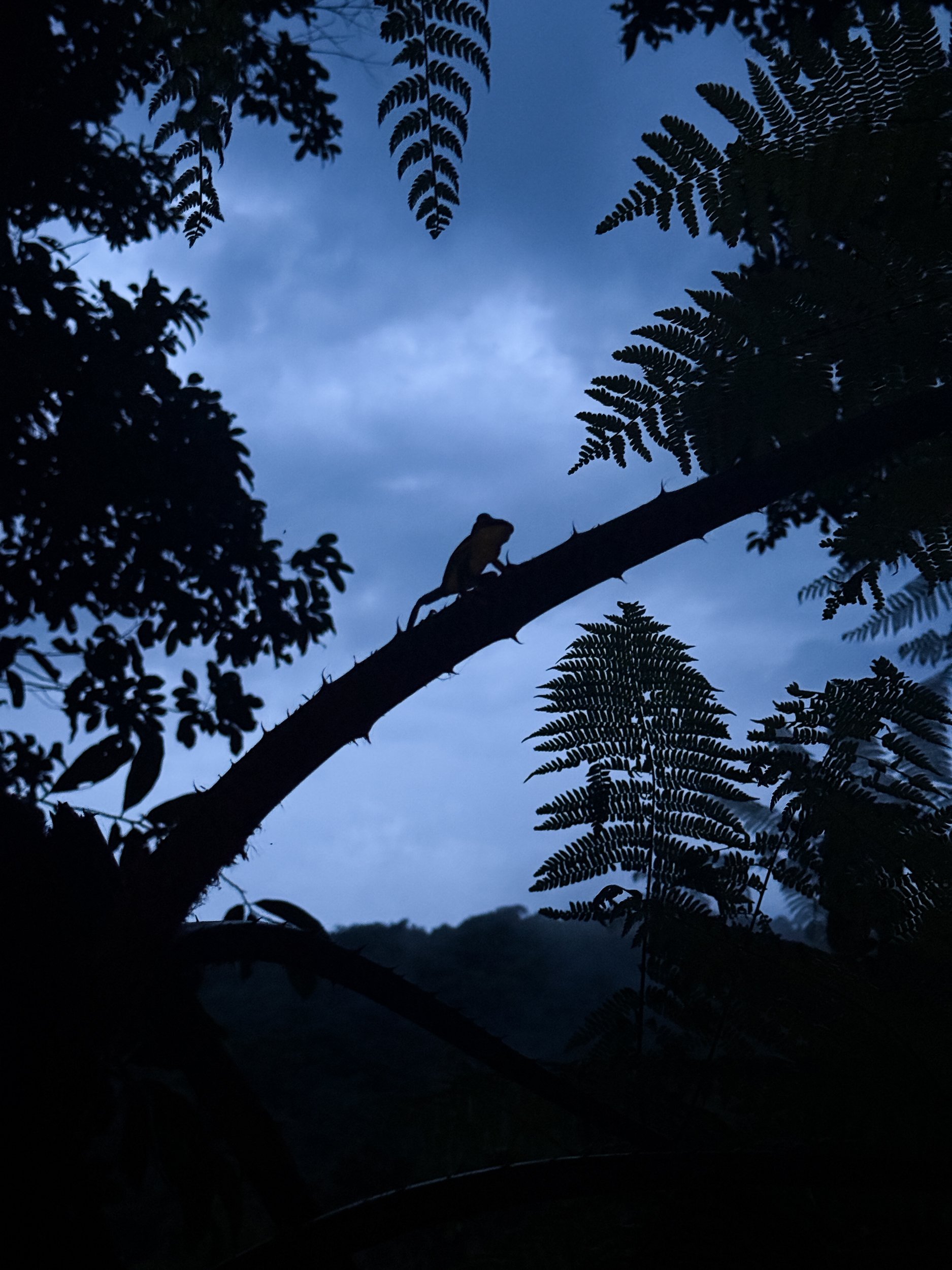 Lizard4.jpg