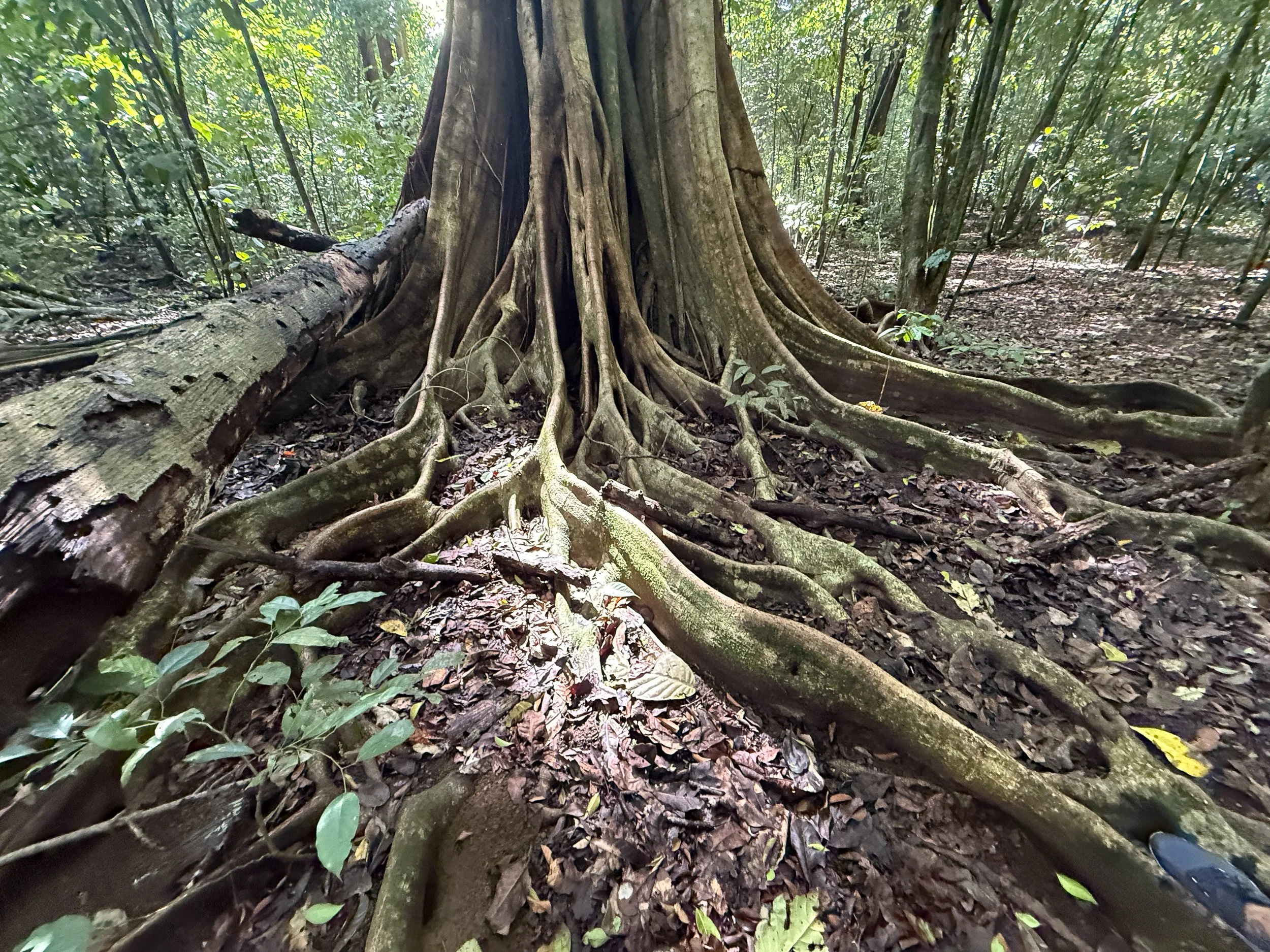 Tree2.jpg