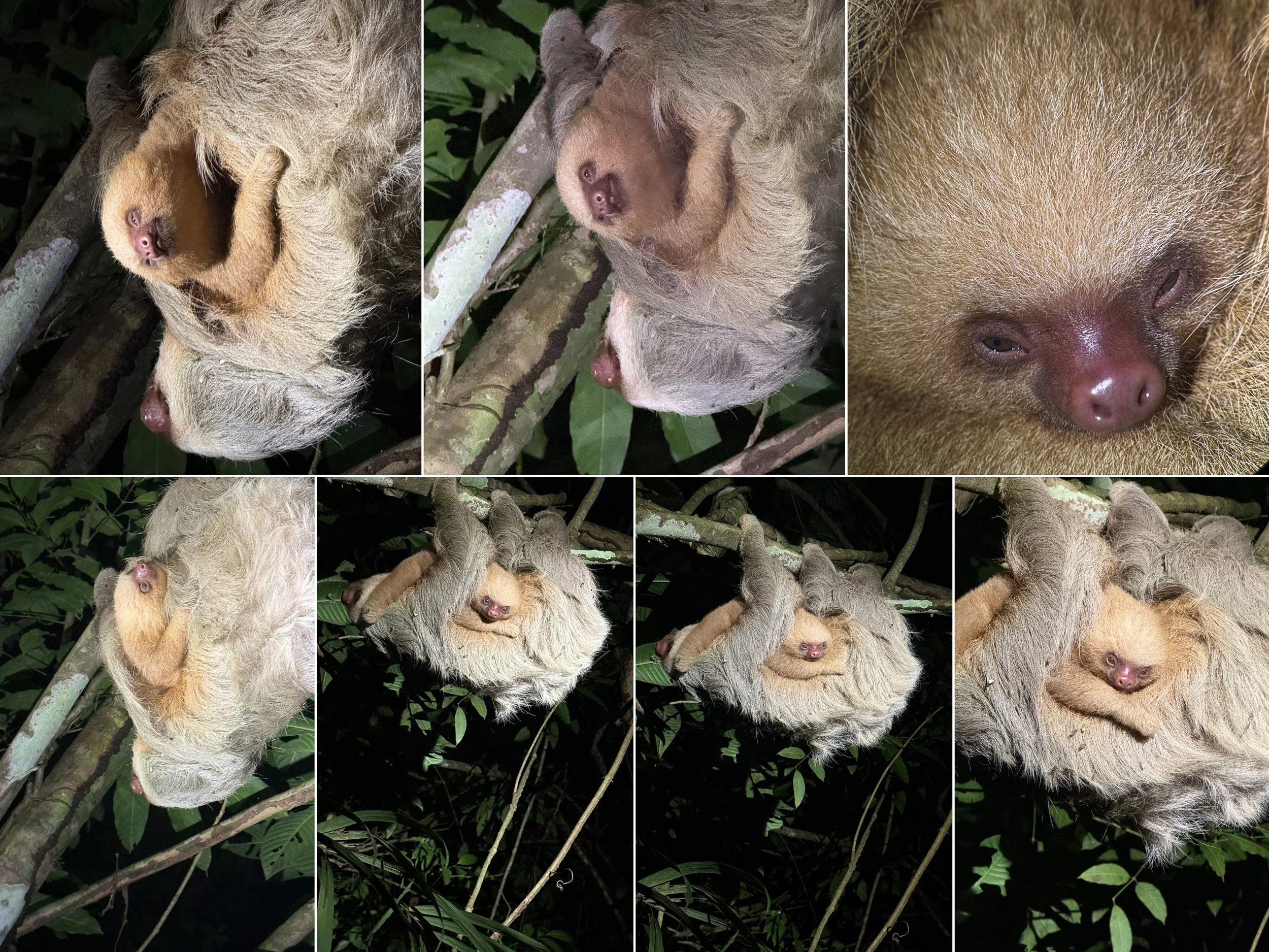Sloth1.jpg