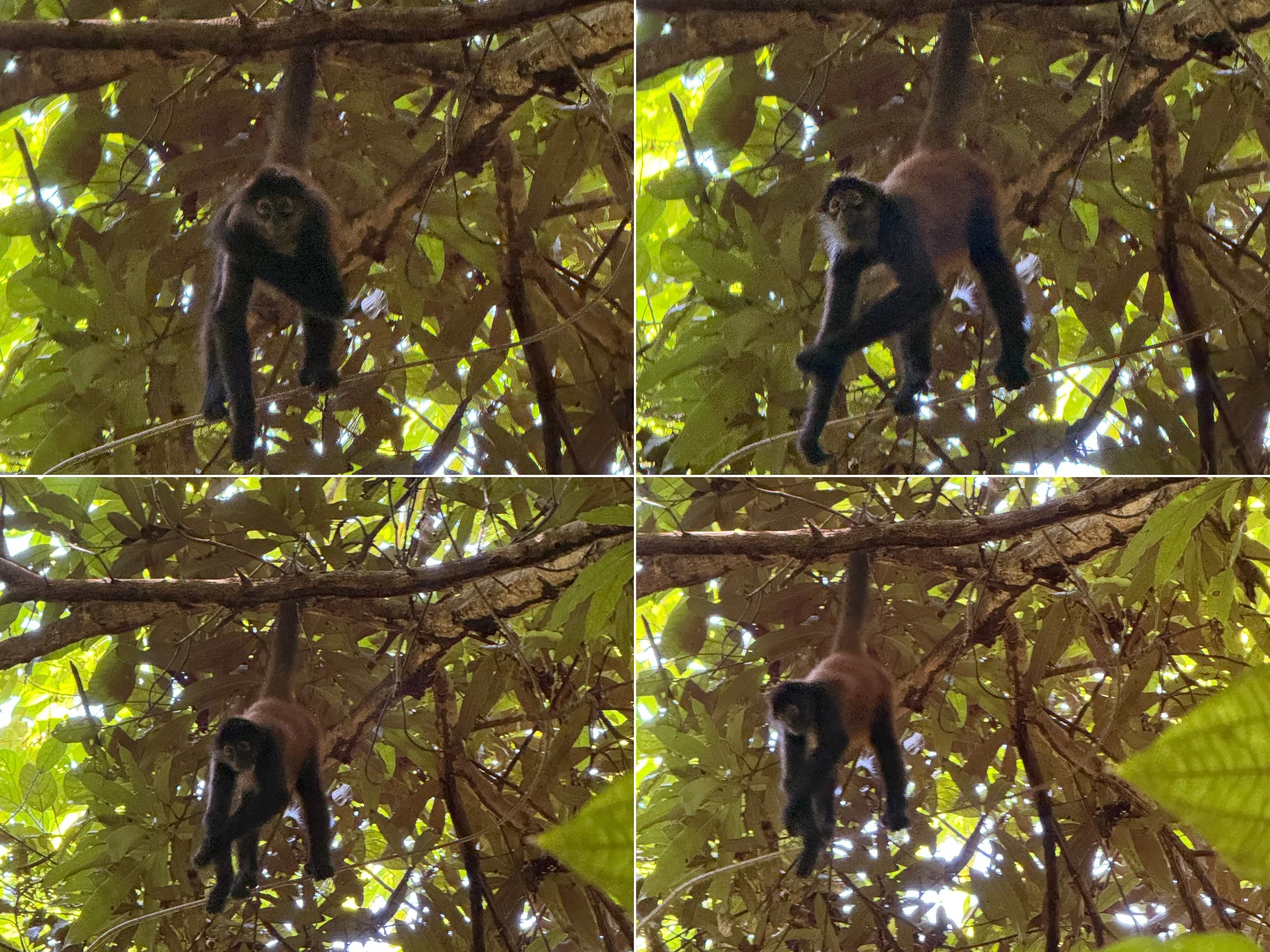 Monkey3.jpg
